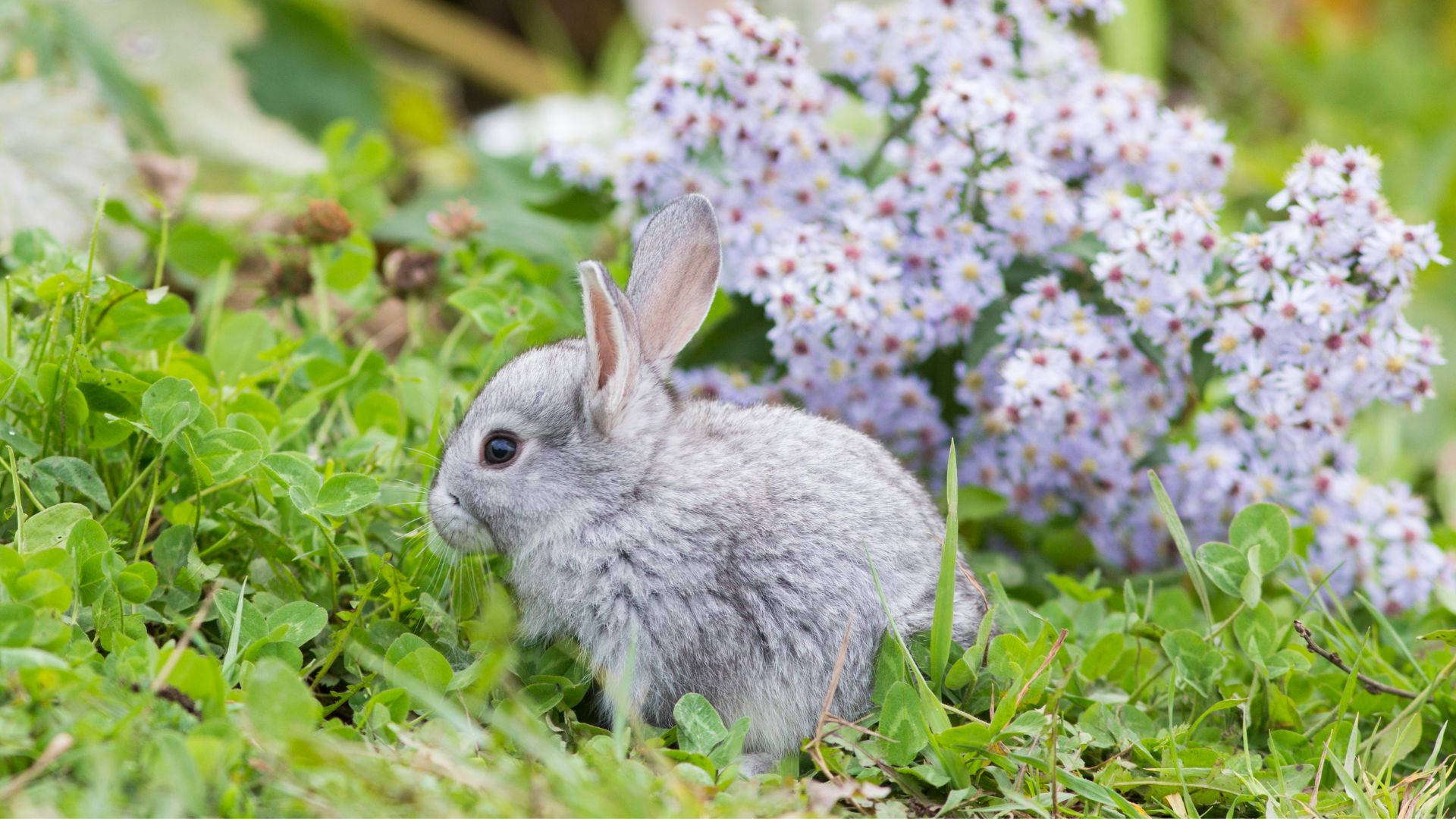 Baby Bunny Wallpaper