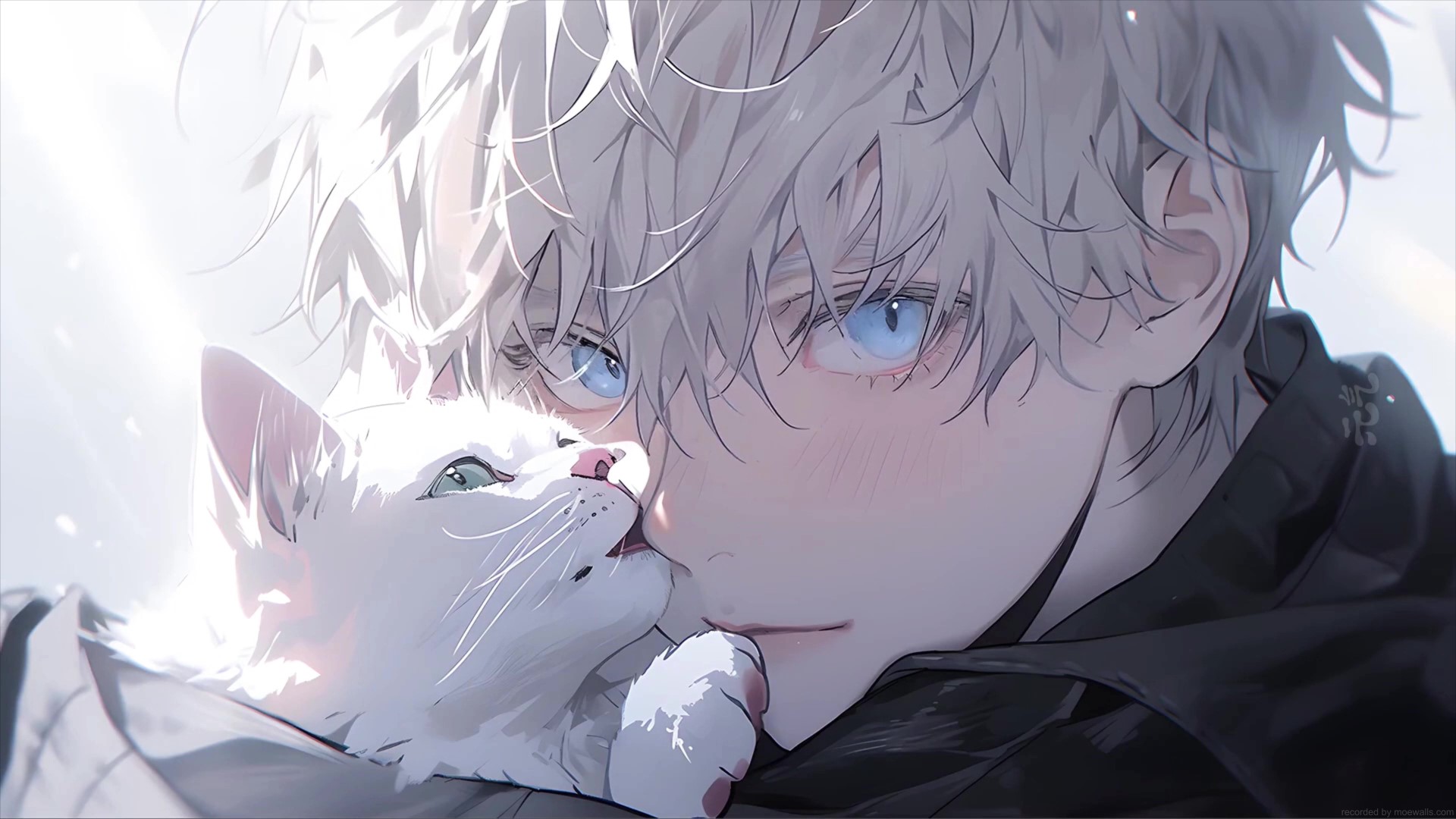 Gojo cat desktop wallpapers wallpaper cave