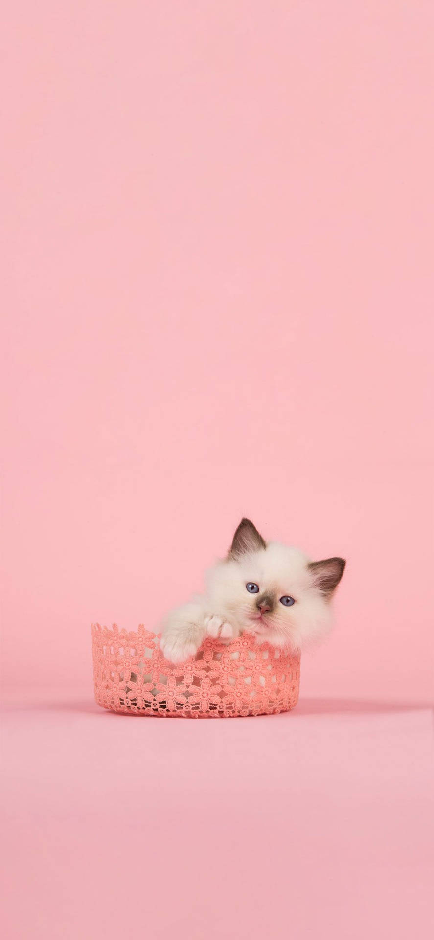 adorable pink cat! Wallpaper