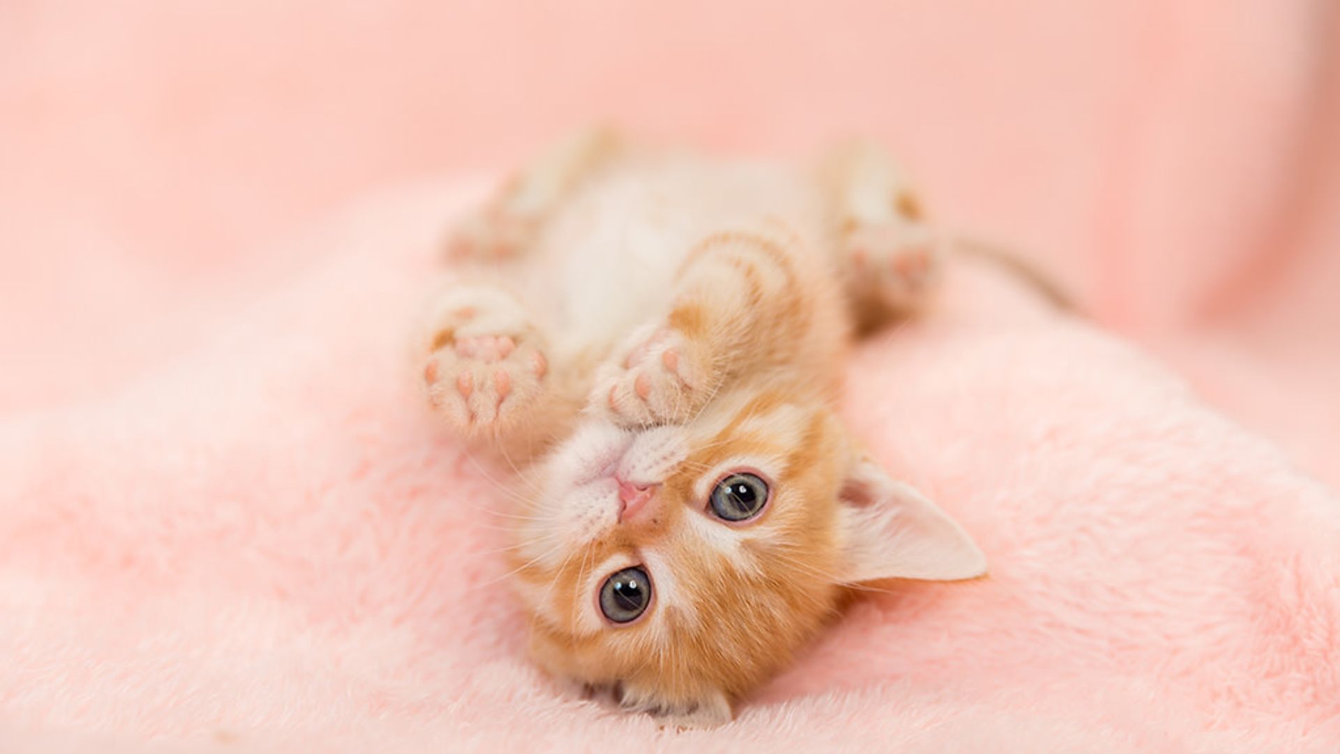Cute Cat Wallpaper Cute