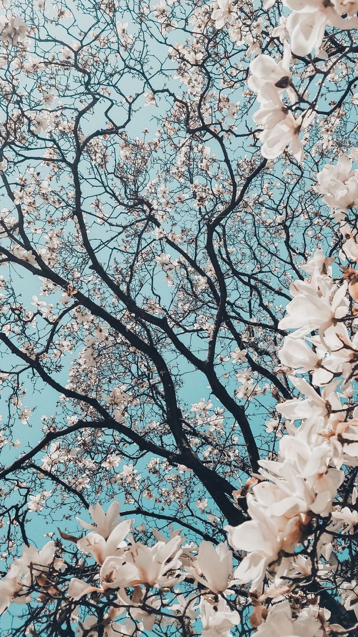 Spring Wallpaper For iPhone Lock Screens