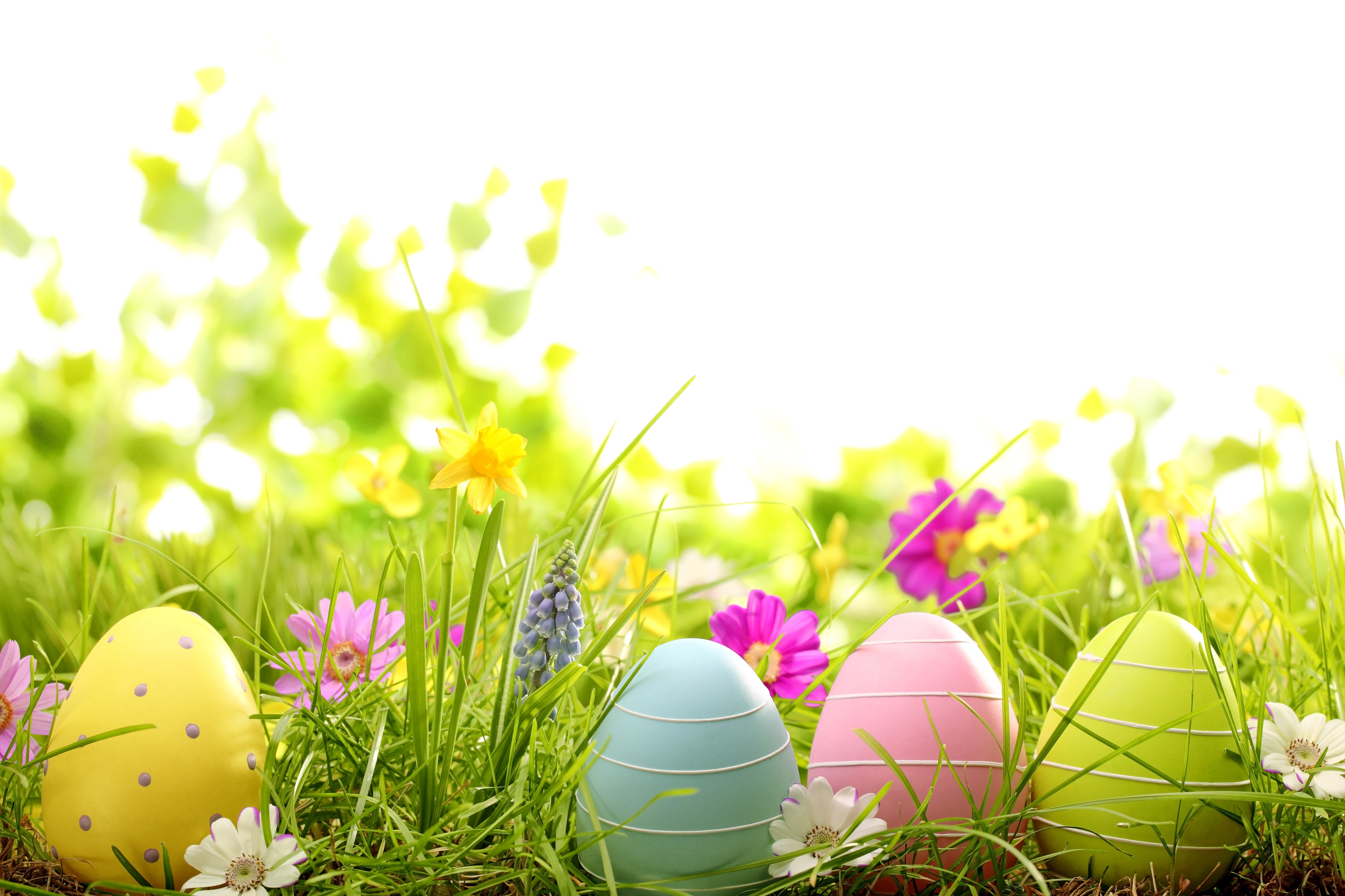 Wallpaper grass, flowers, eggs, spring