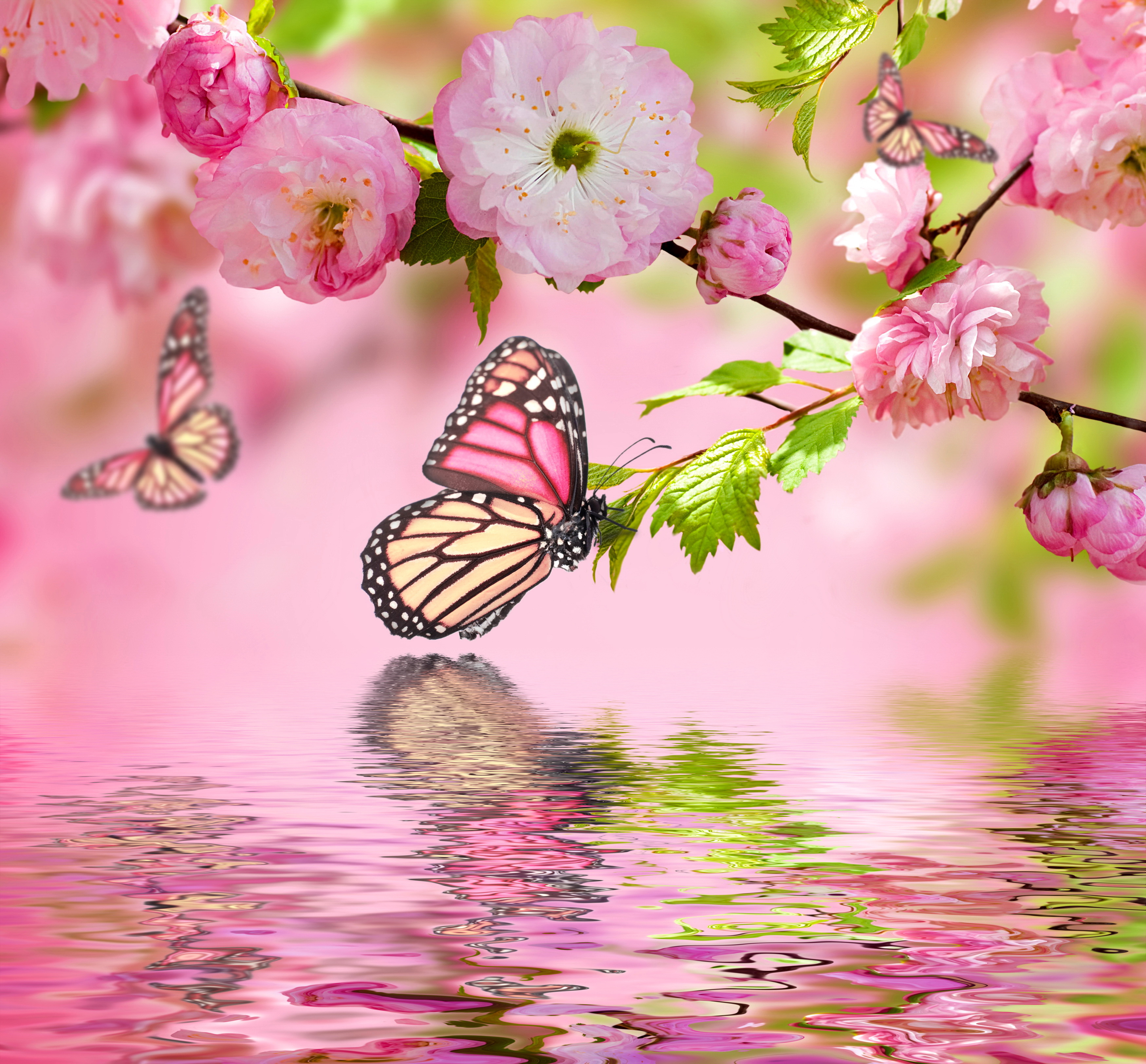 Wallpaper water, butterfly, reflection
