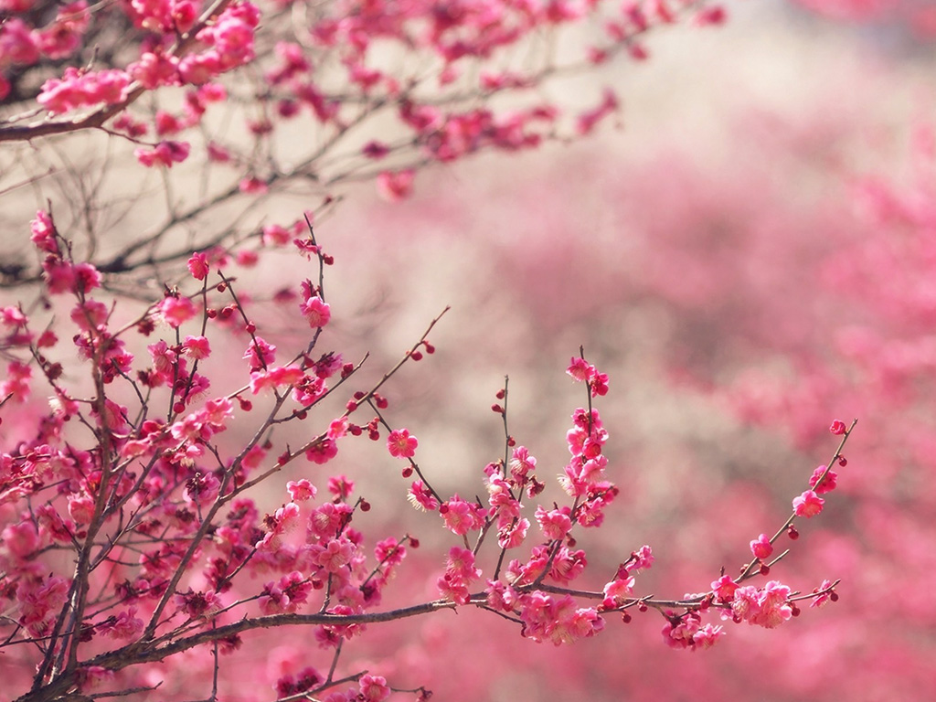 Pink Blossom Nature Flower Spring