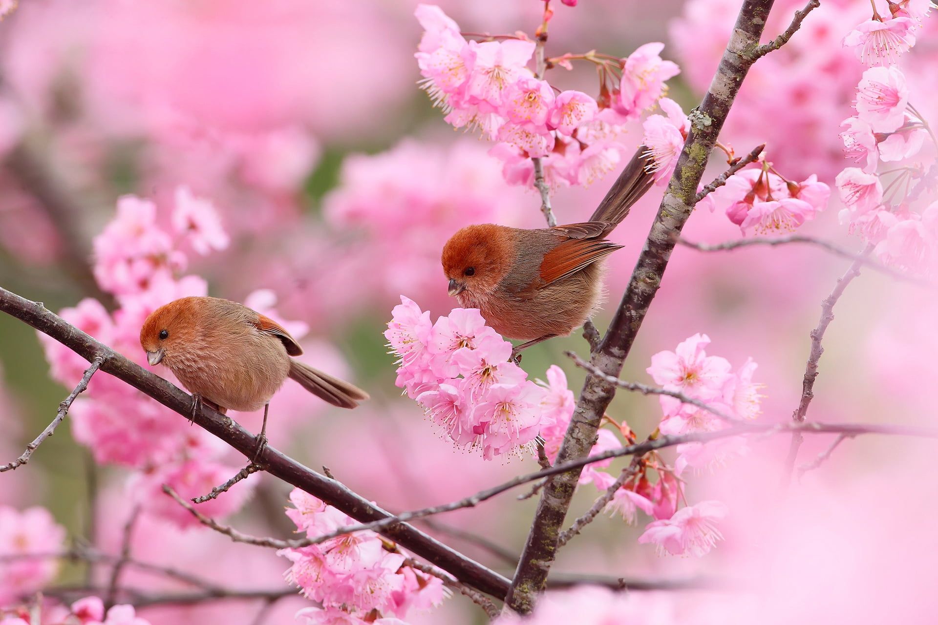Pink cherry blossom flowers, birds