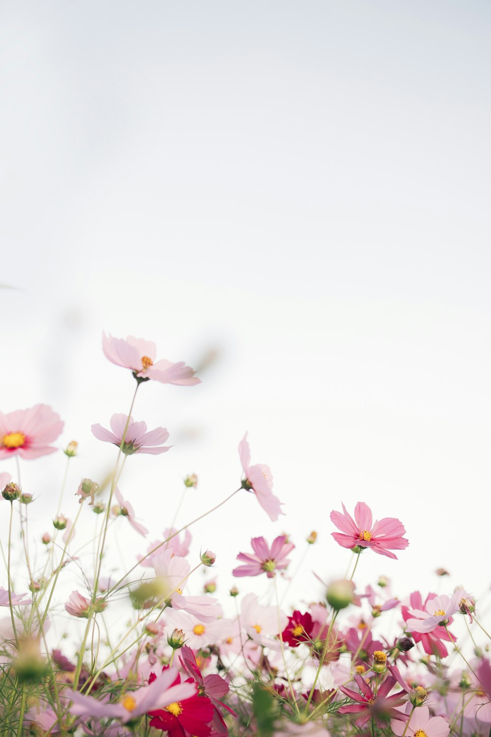 Flowers Spring Picture. Download Free
