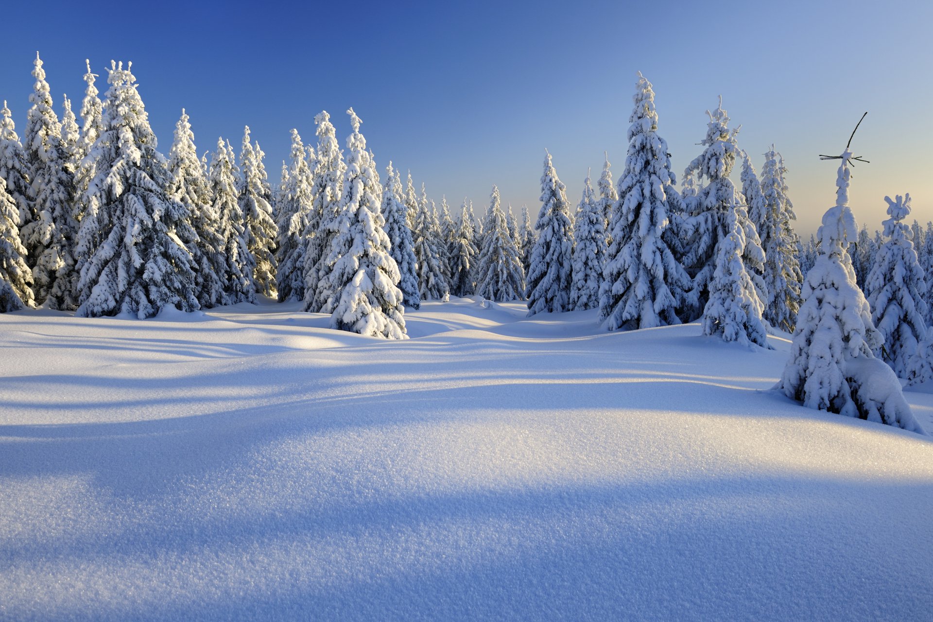 Download Forest Nature Snow Winter 4k Ultra HD Wallpaper