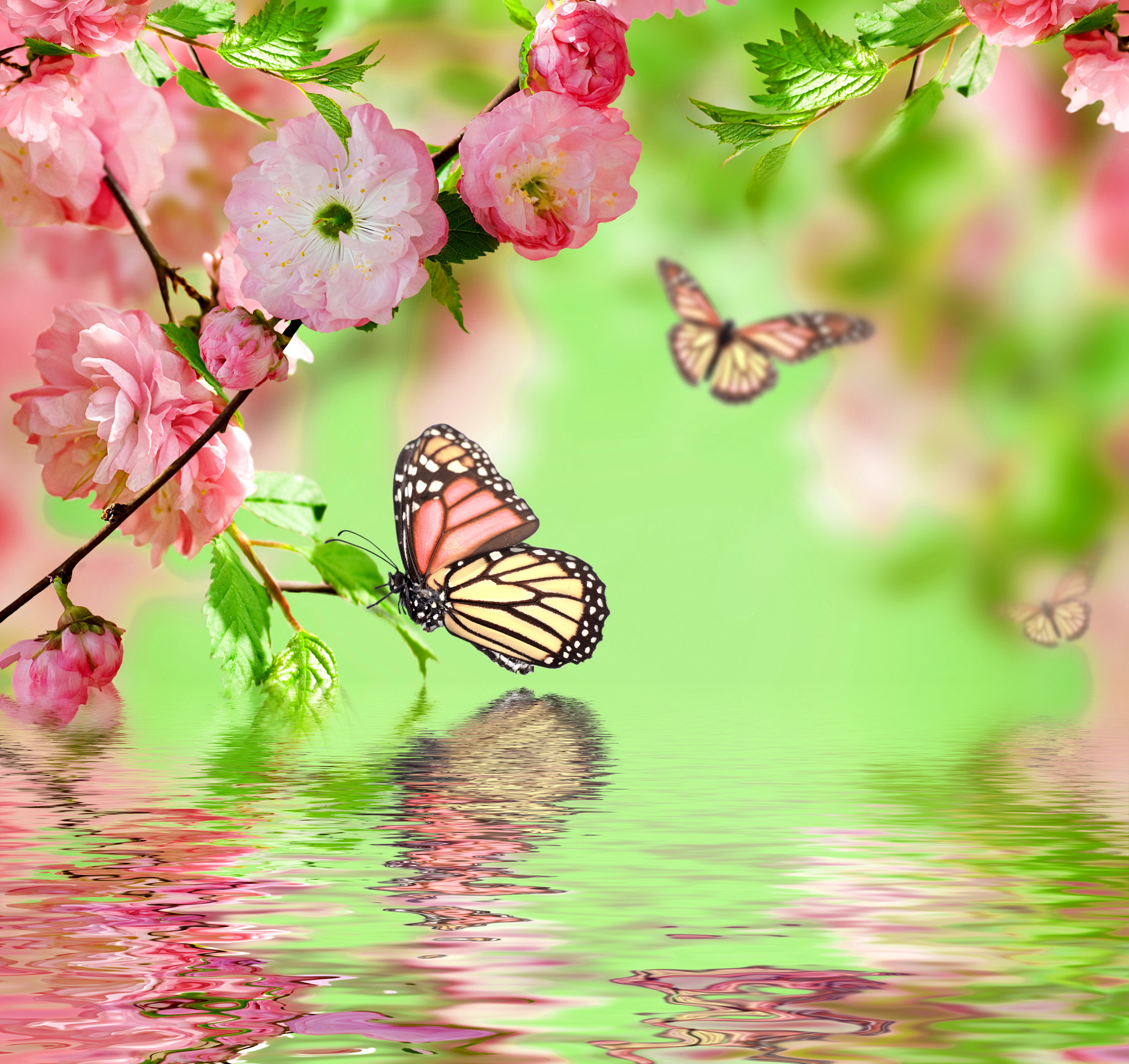 Wallpaper water, butterfly, reflection