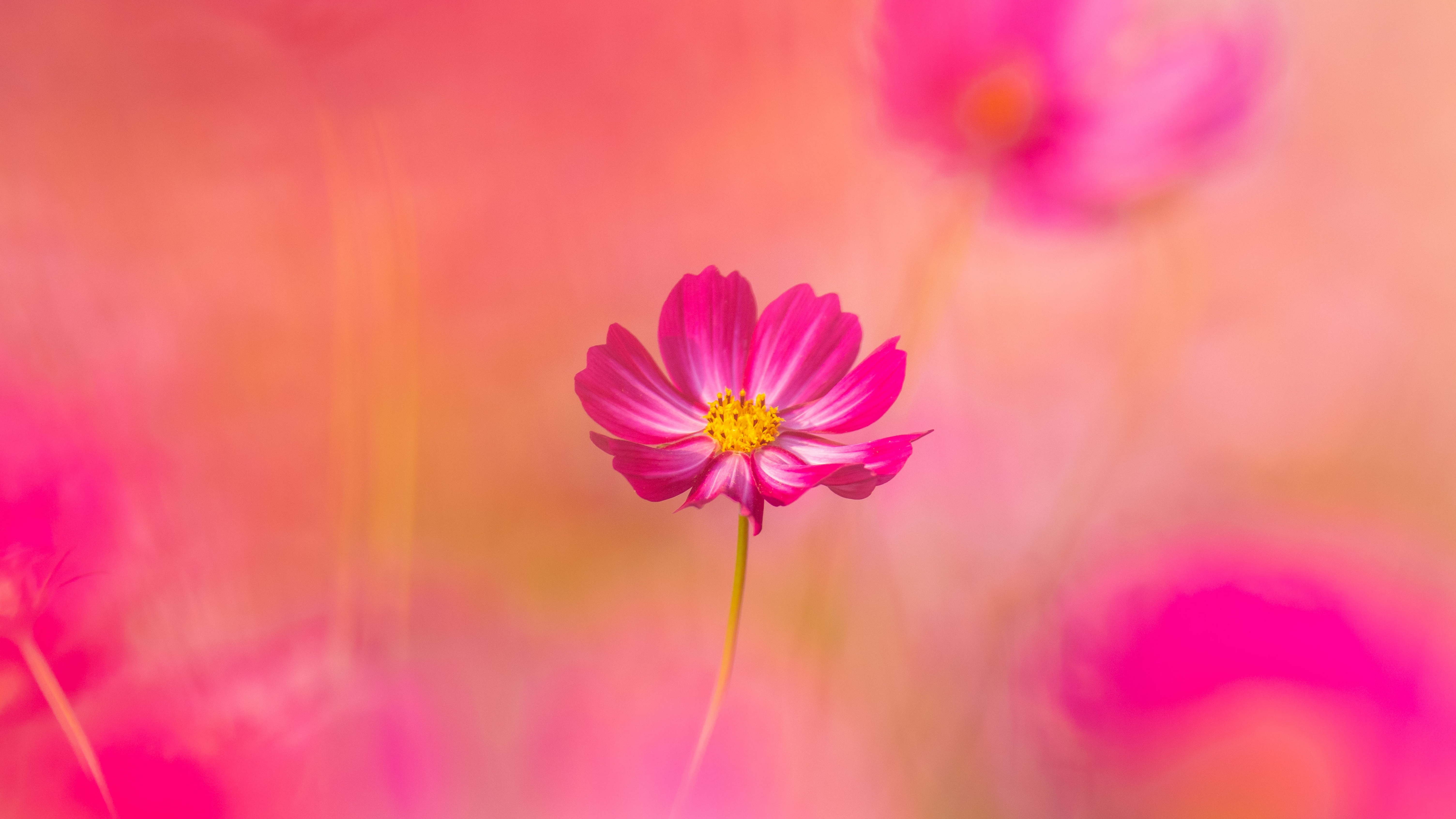 Cosmos flowers Wallpaper 4K, Pink