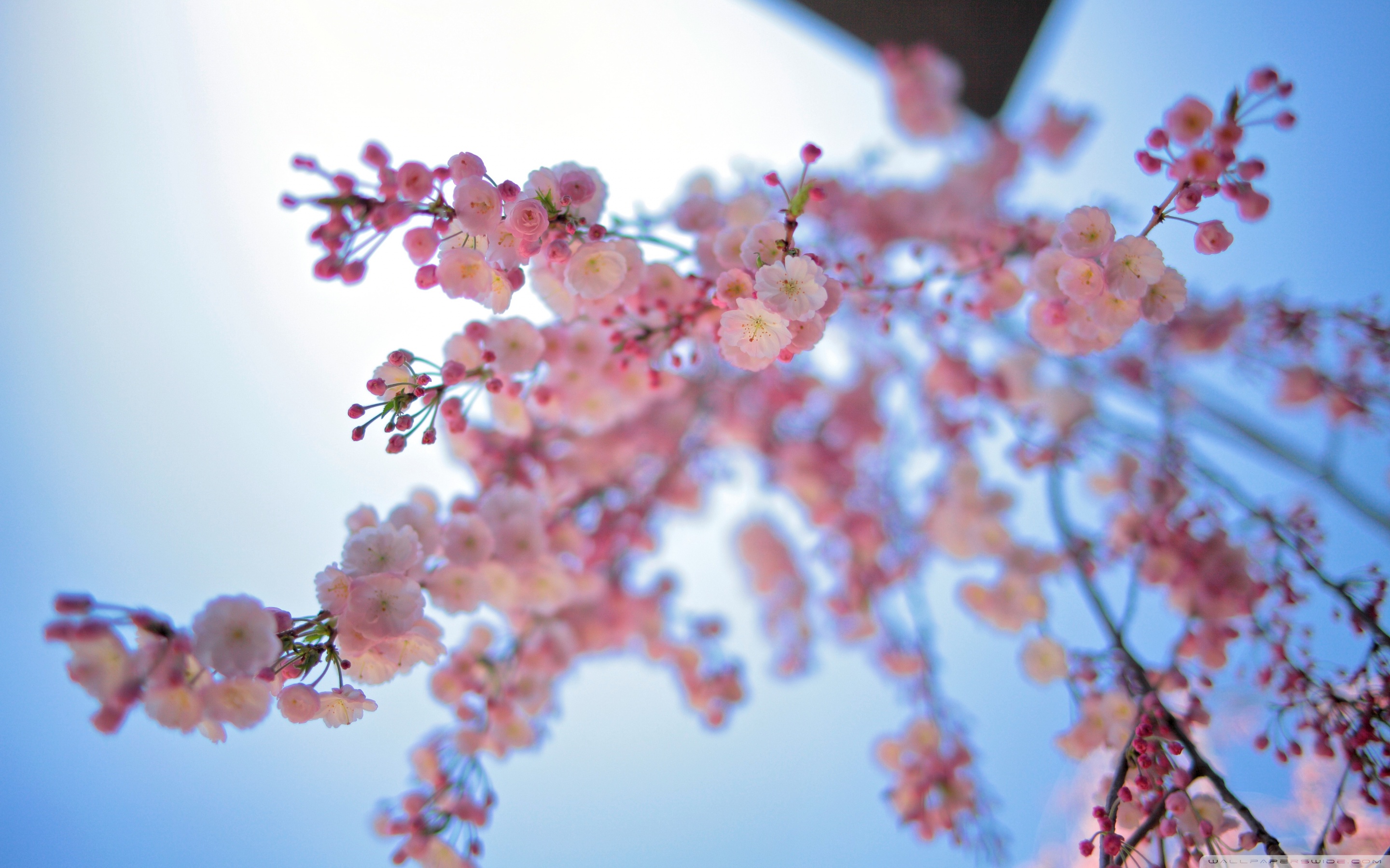 Pink Spring Flowers Ultra HD Desktop