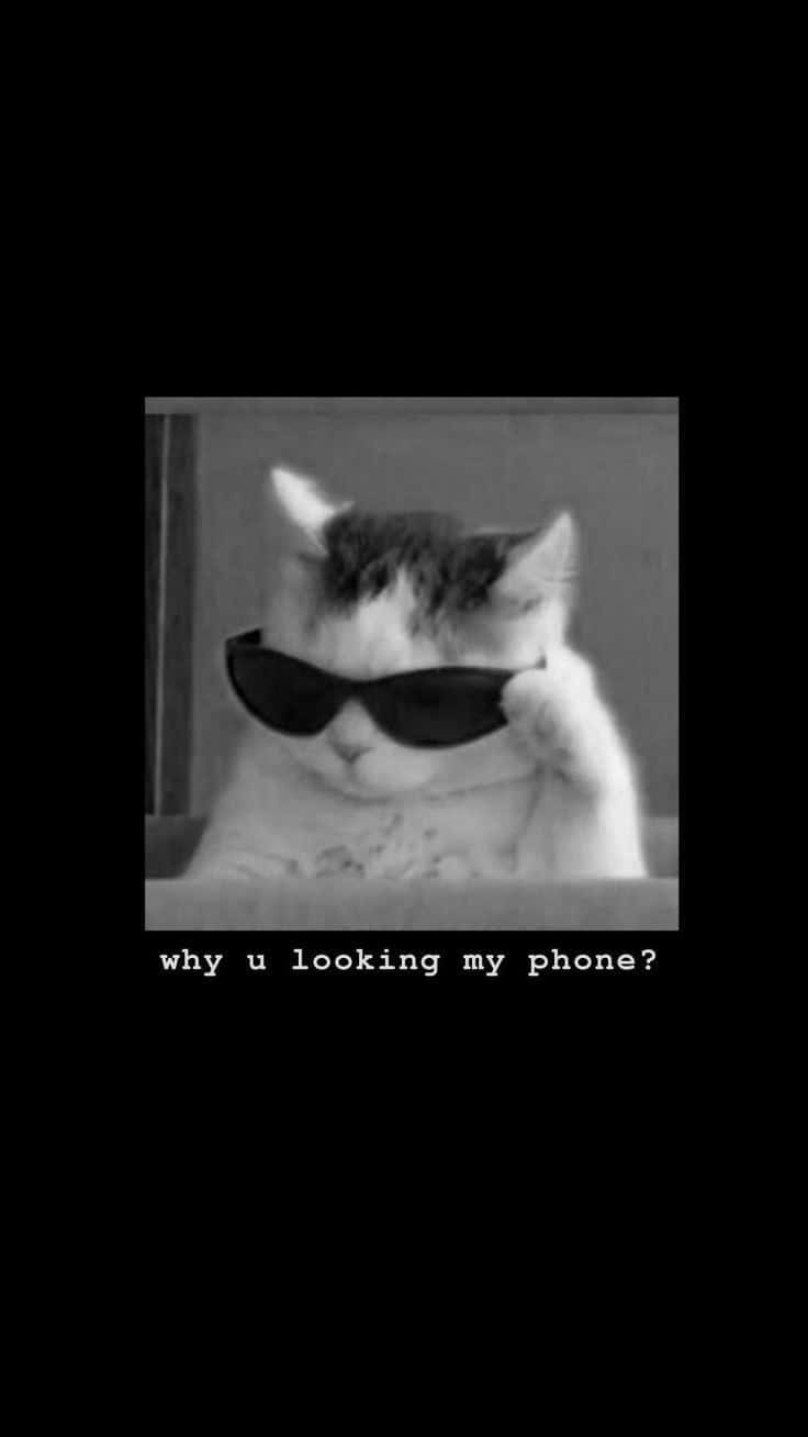 Download Savage Cat With Sunglasses