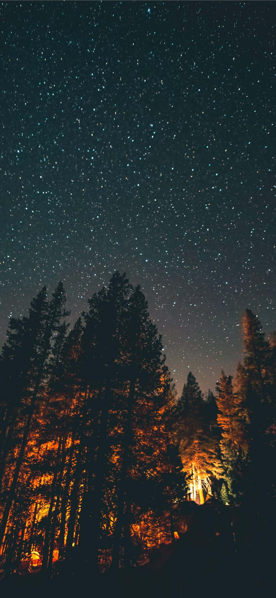 Download Forest With Starry Night Sky