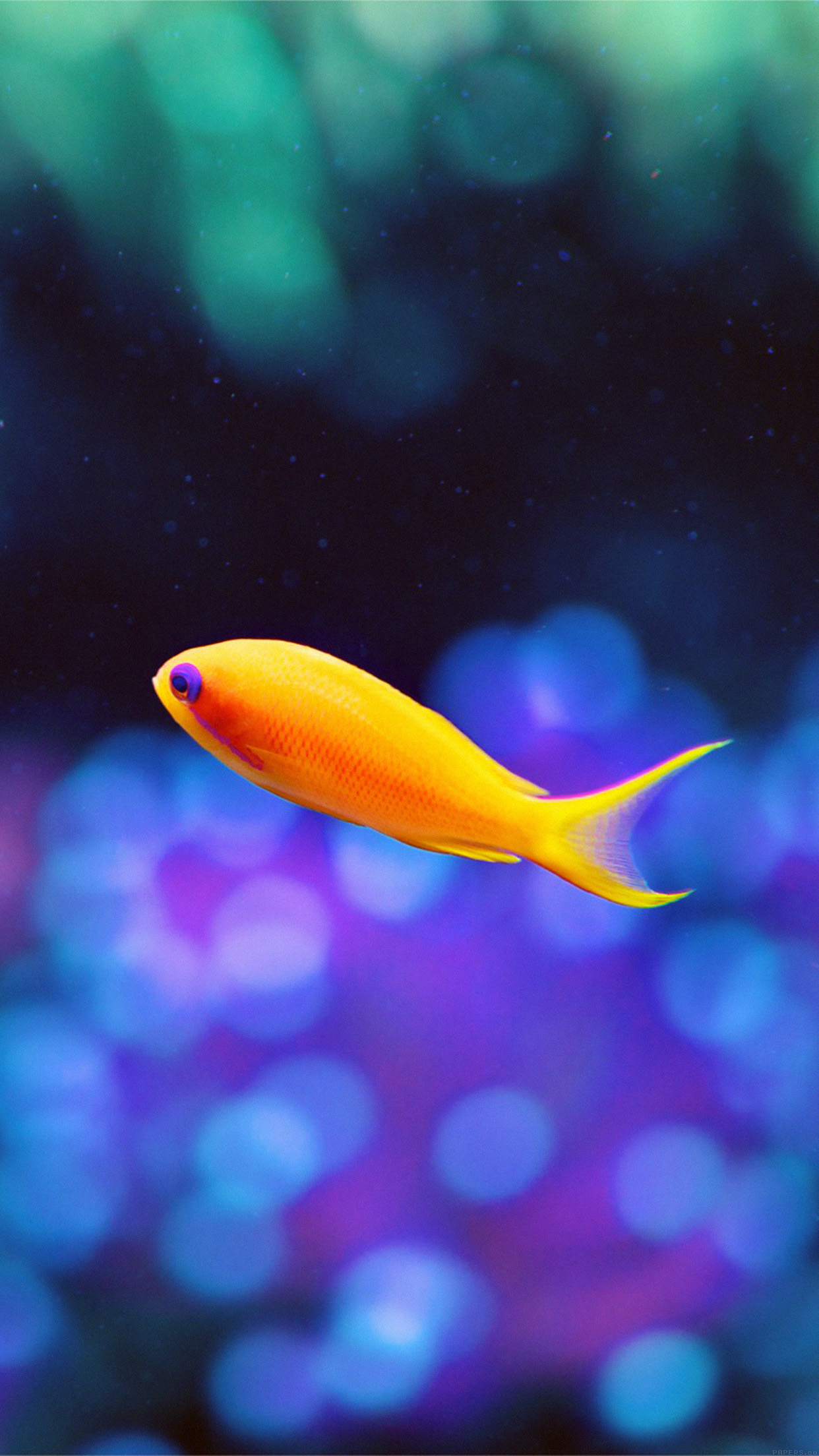 Cute Fish Nemo Ocean Sea Animal Nature