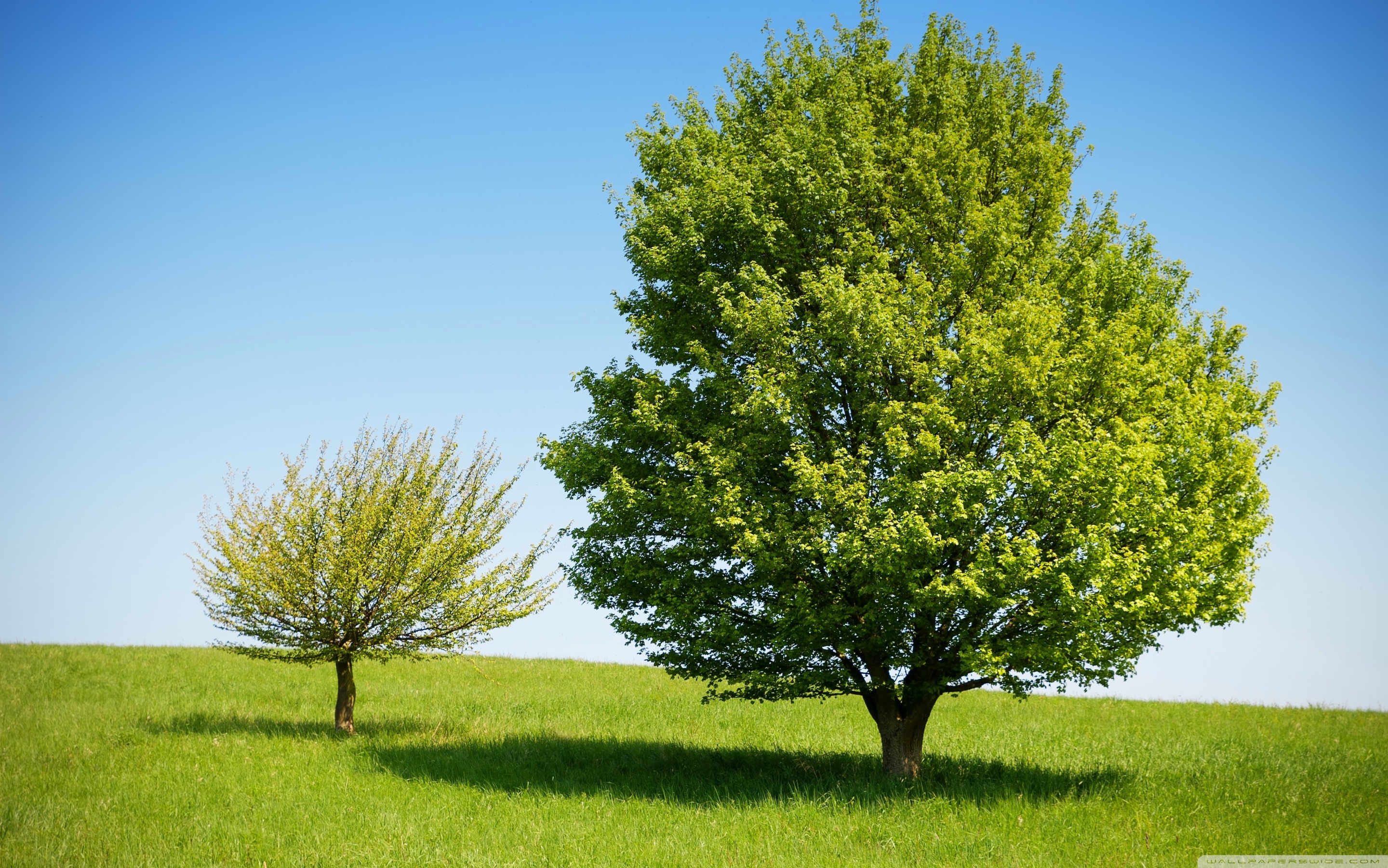 Desktop Background Wallpaper