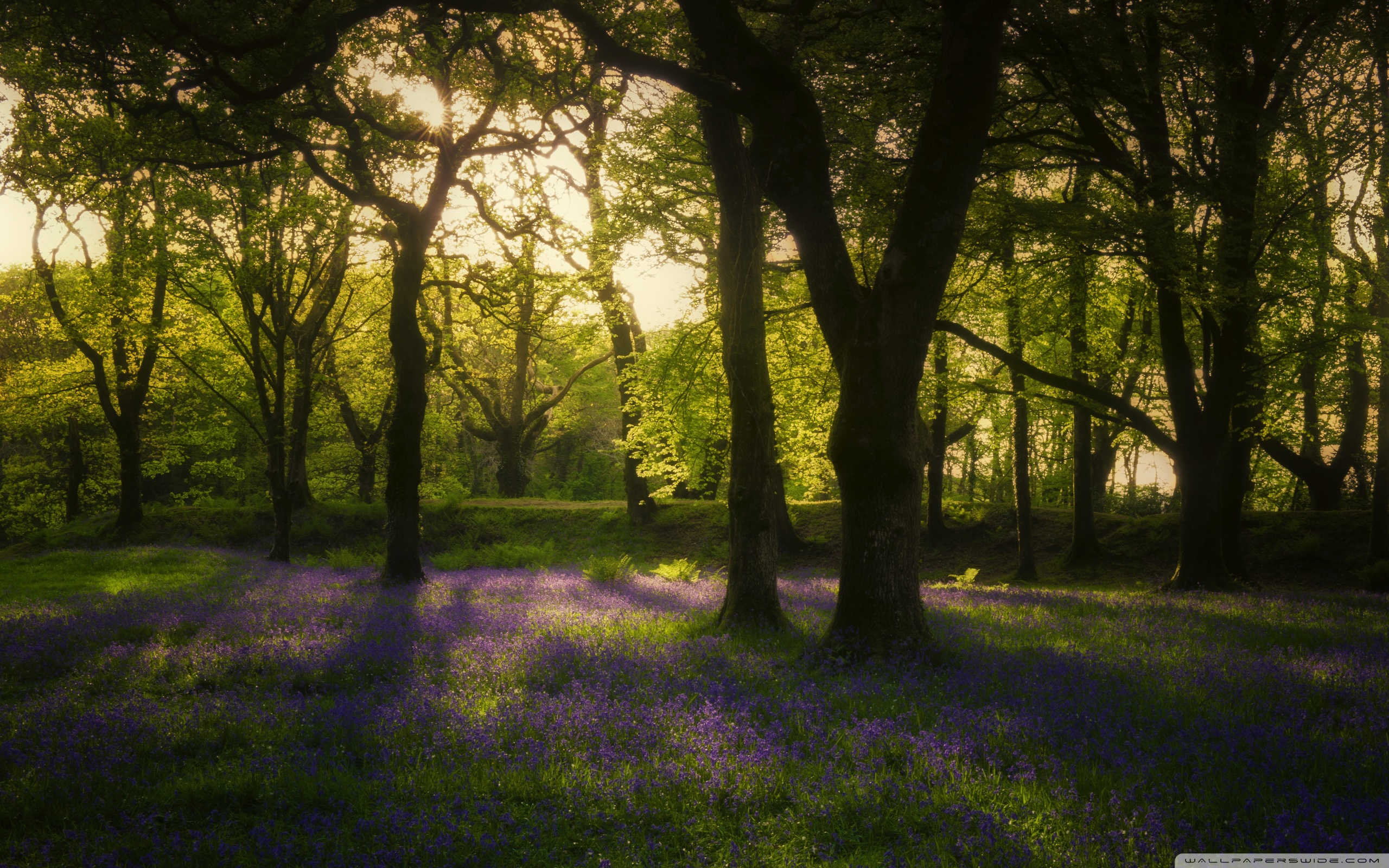 Beautiful Spring Nature Background