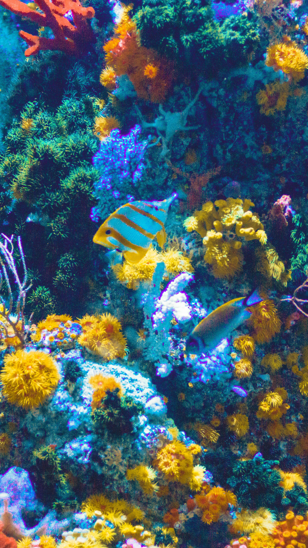 Aquarium And Fish iPhone Wallpaper