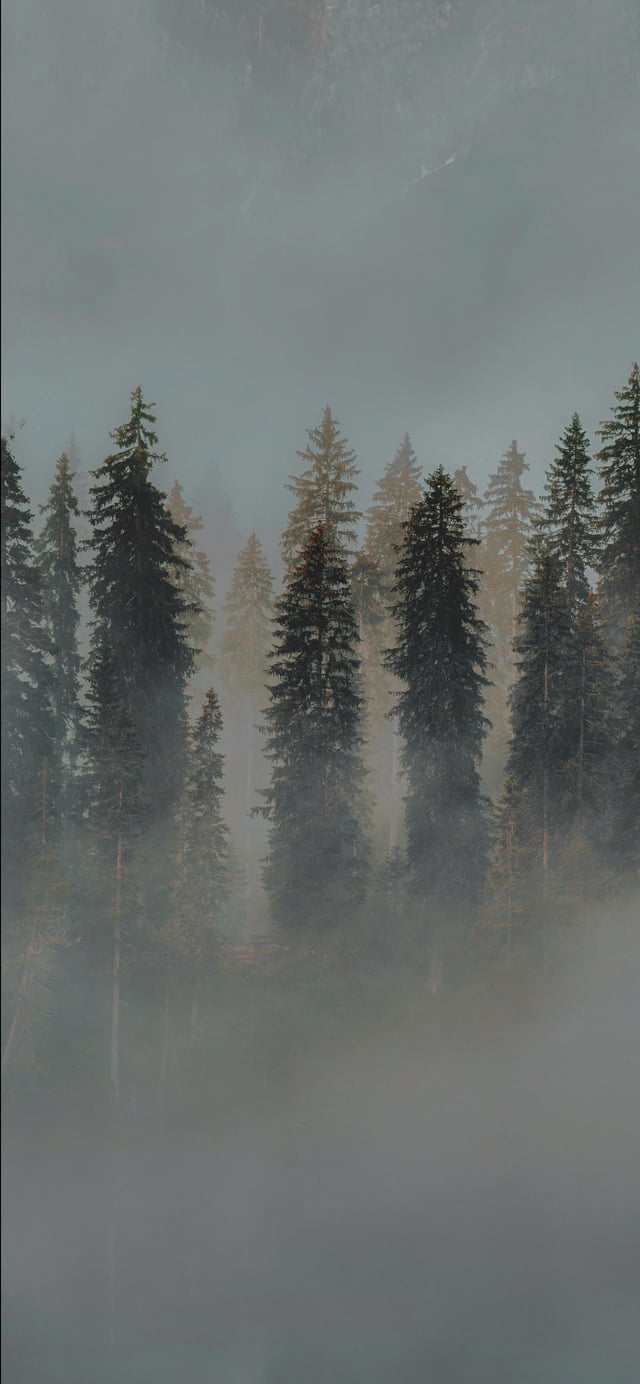 Foggy Woods iPhone Wallpaper