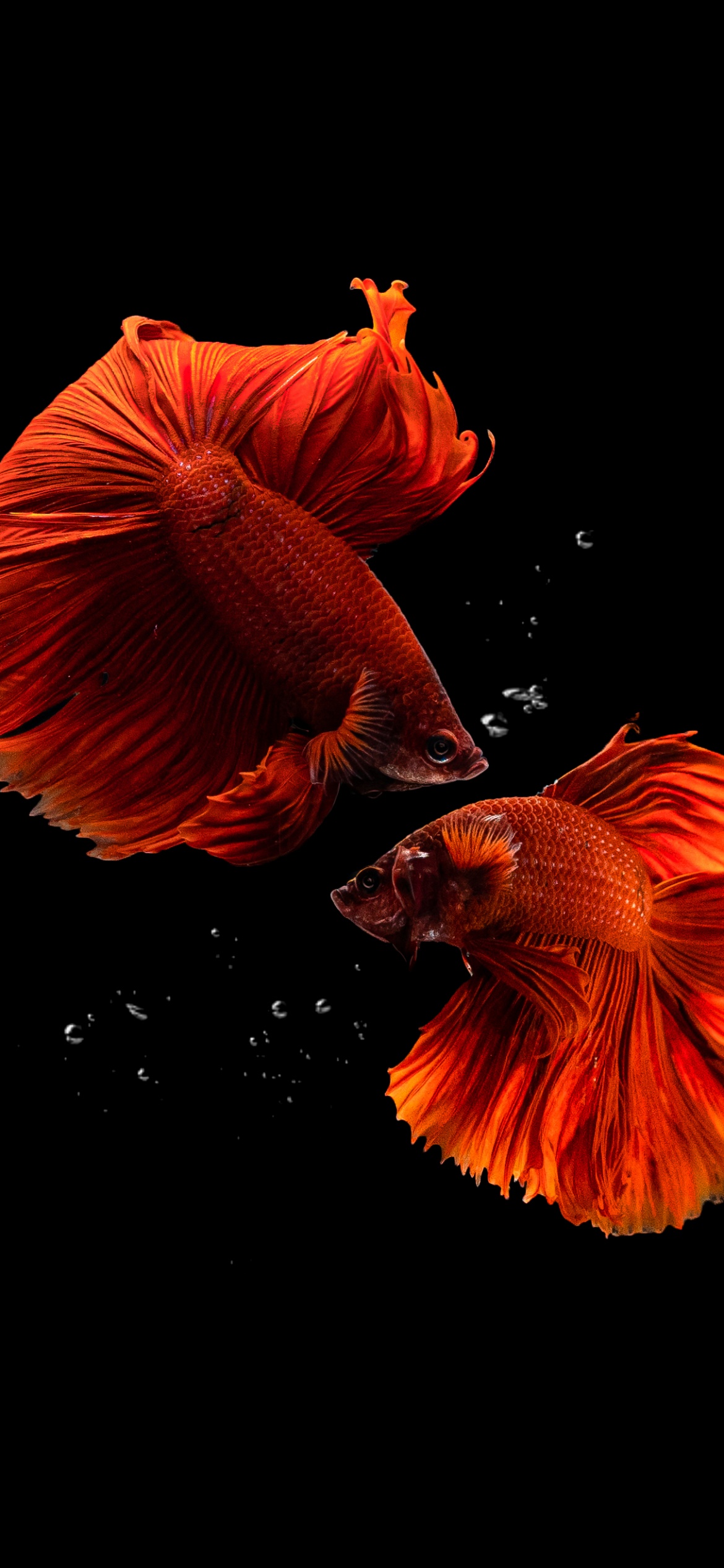 Fishes Wallpaper 4K, Aquarium, Black