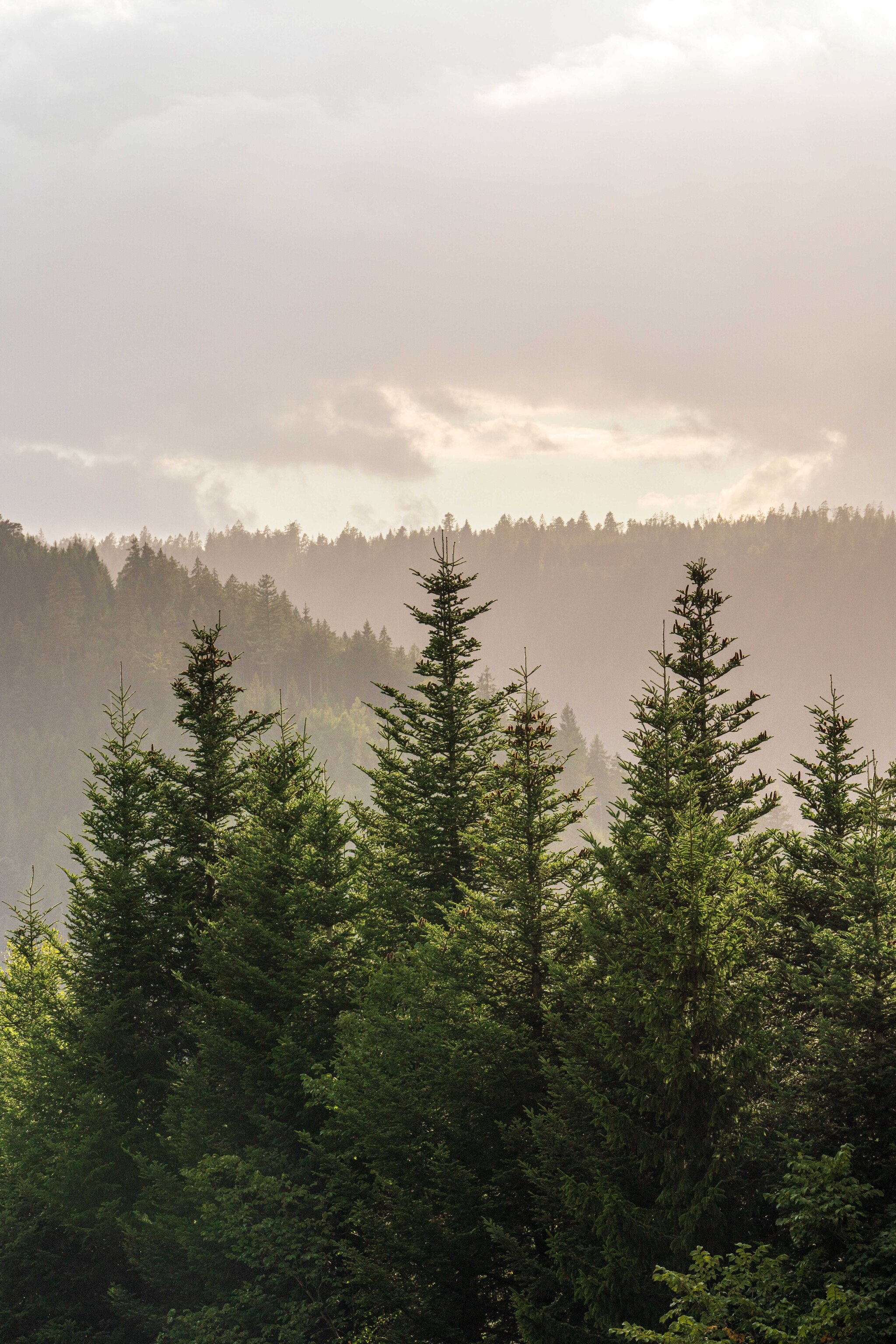 craft heritage of Germany's Black Forest
