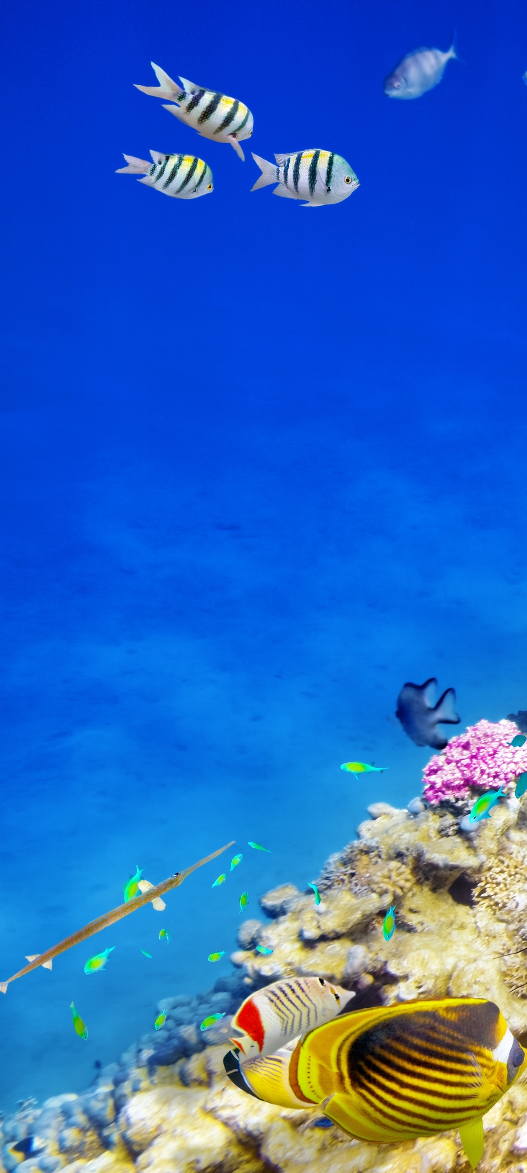 Fish iPhone Wallpaper