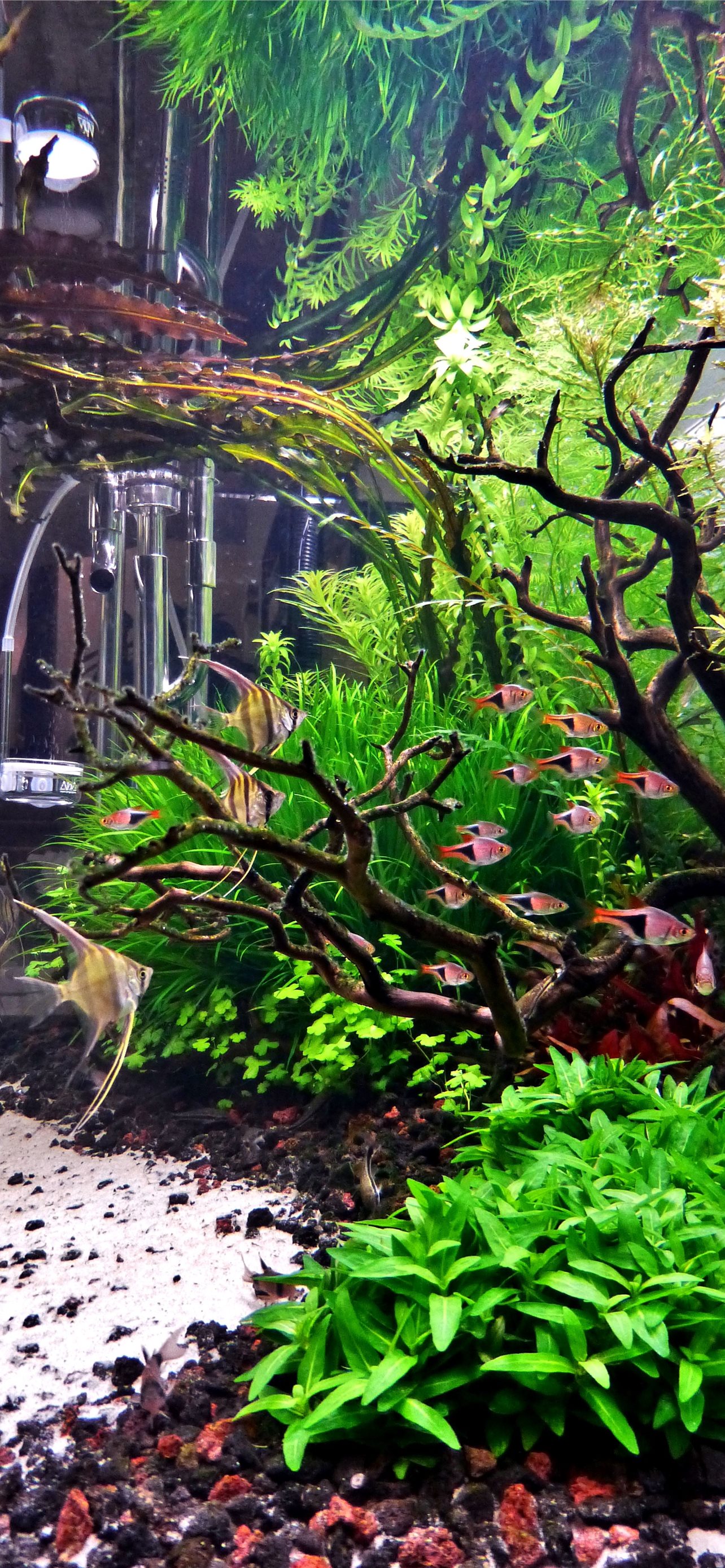 Best Aquarium iPhone HD Wallpaper