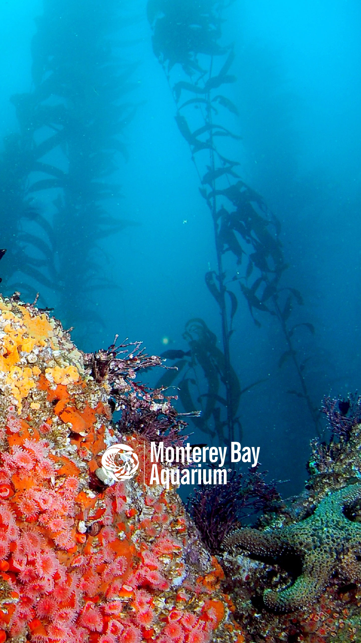 Underwater kelp forest and rocky reef