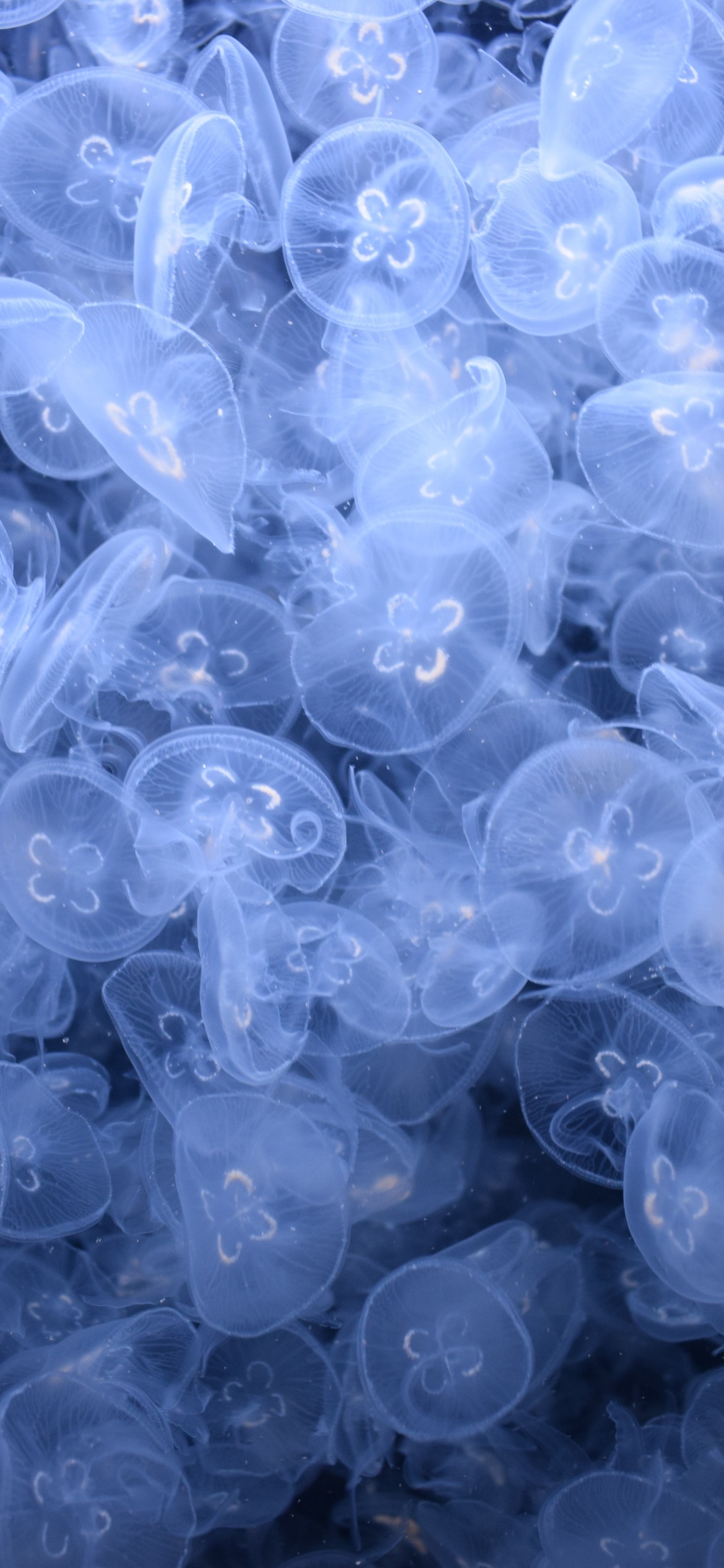 Jellyfishes Wallpaper 4K, Sea Life