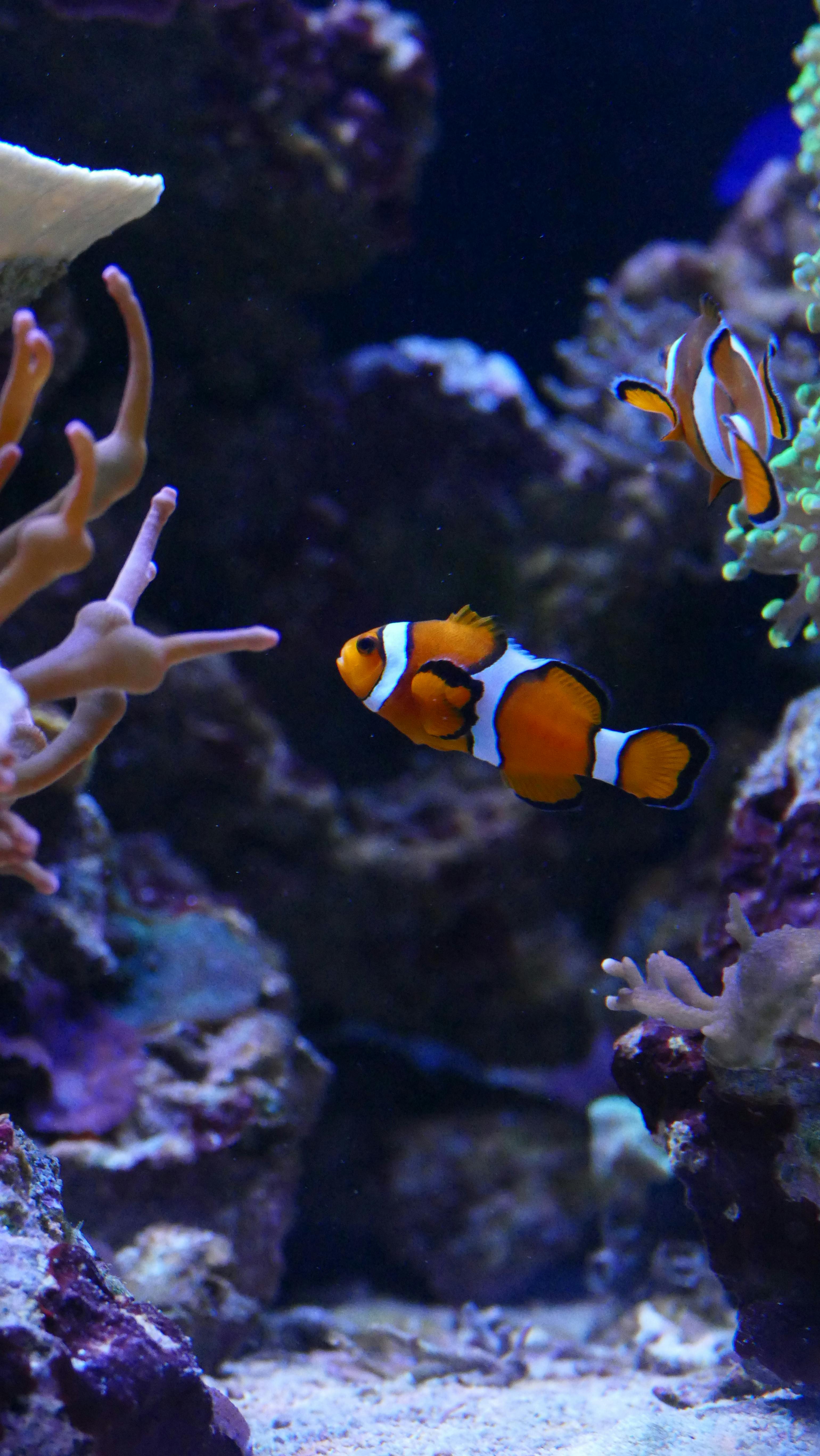 Aquarium Fish Photo, Download The BEST
