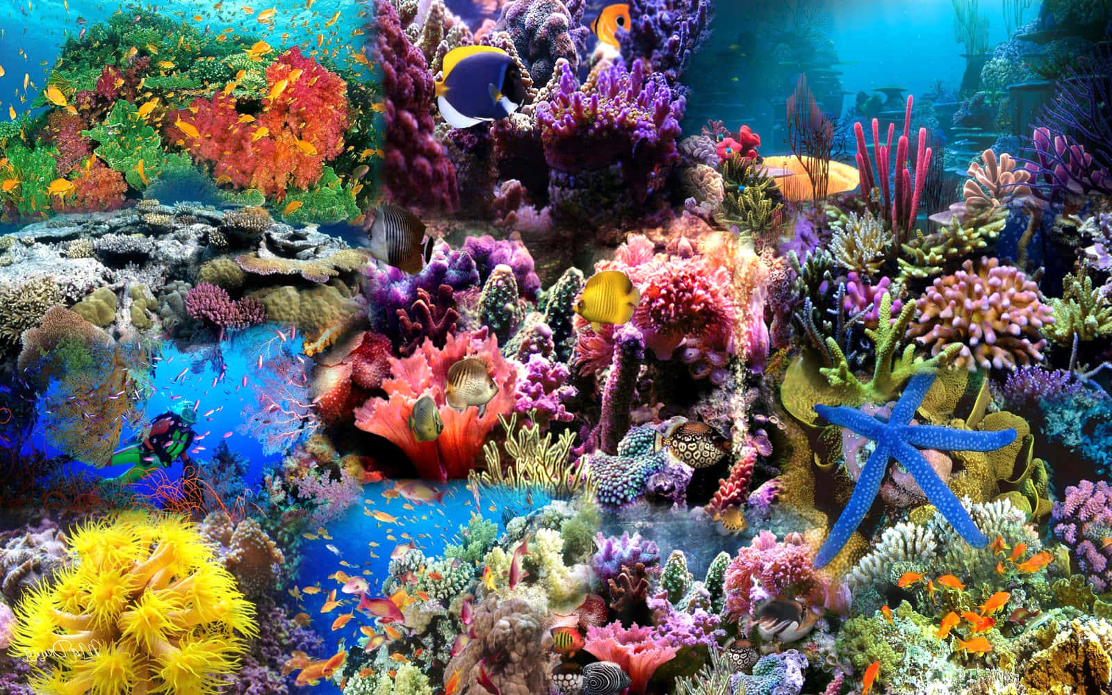 Download Collage Picture Of Corals Under The Sea Aesthetic