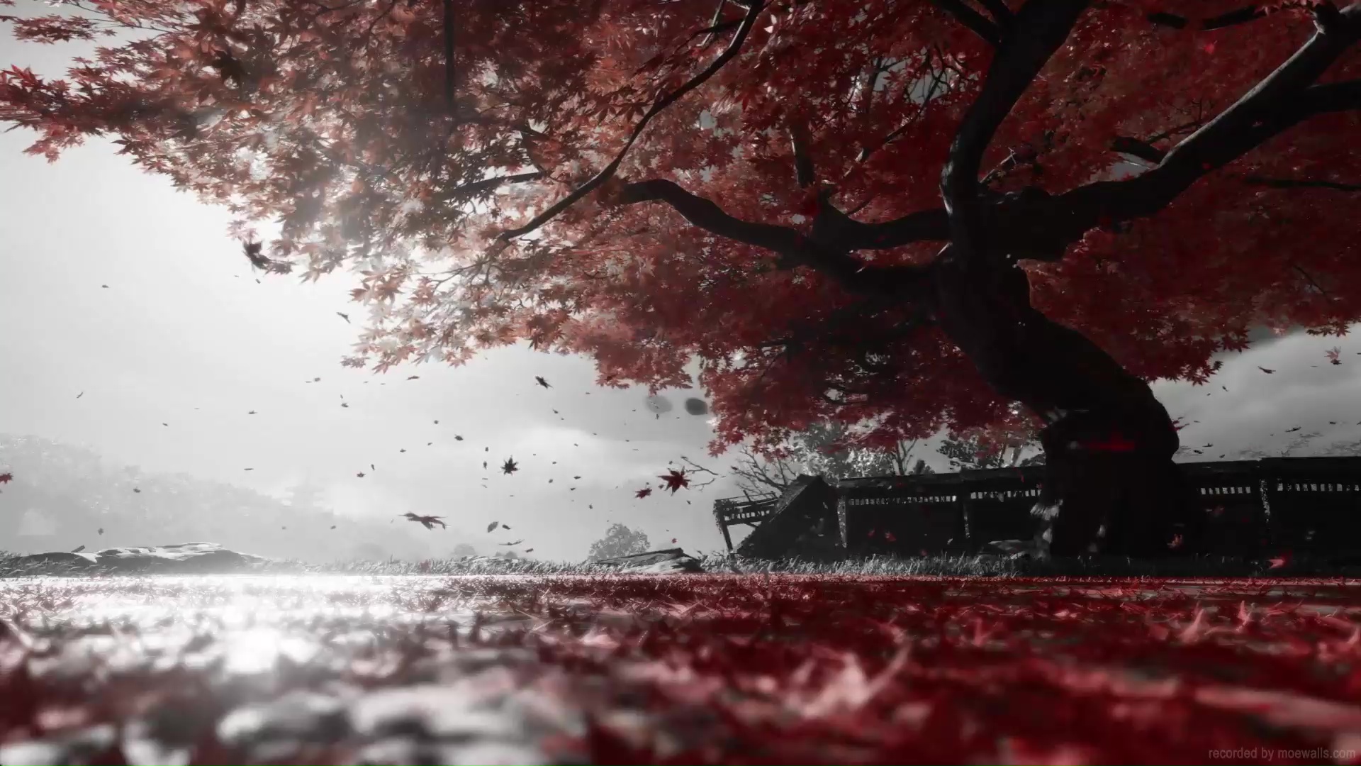 Autumn Tree Ghost Of Tsushima Live