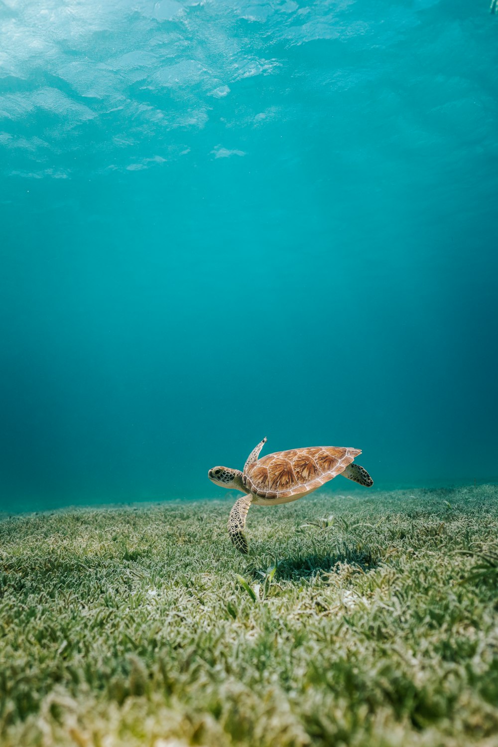 Sea Turtle Picture. Download