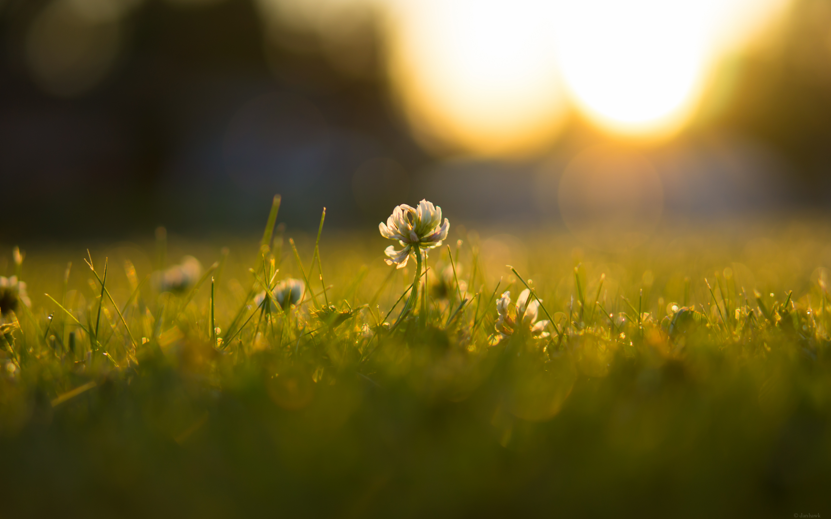 Clover Sunrise Retina Desktop