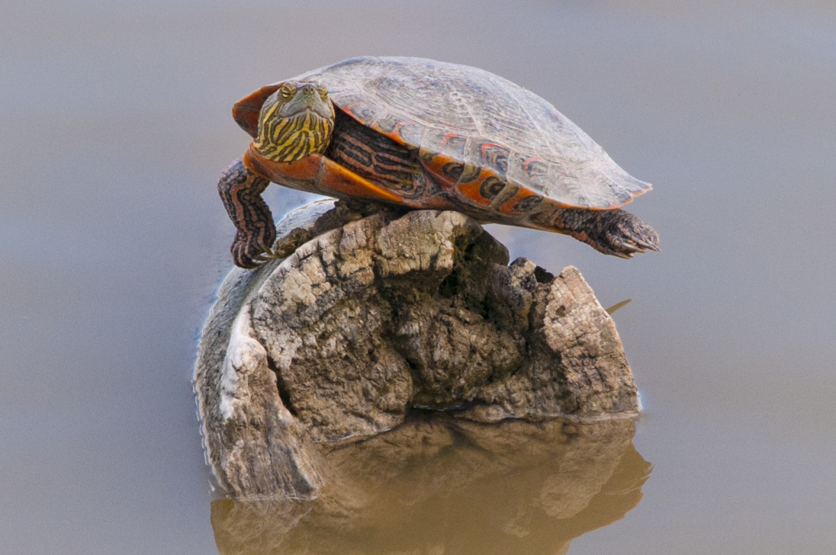 Photos for World Turtle Day