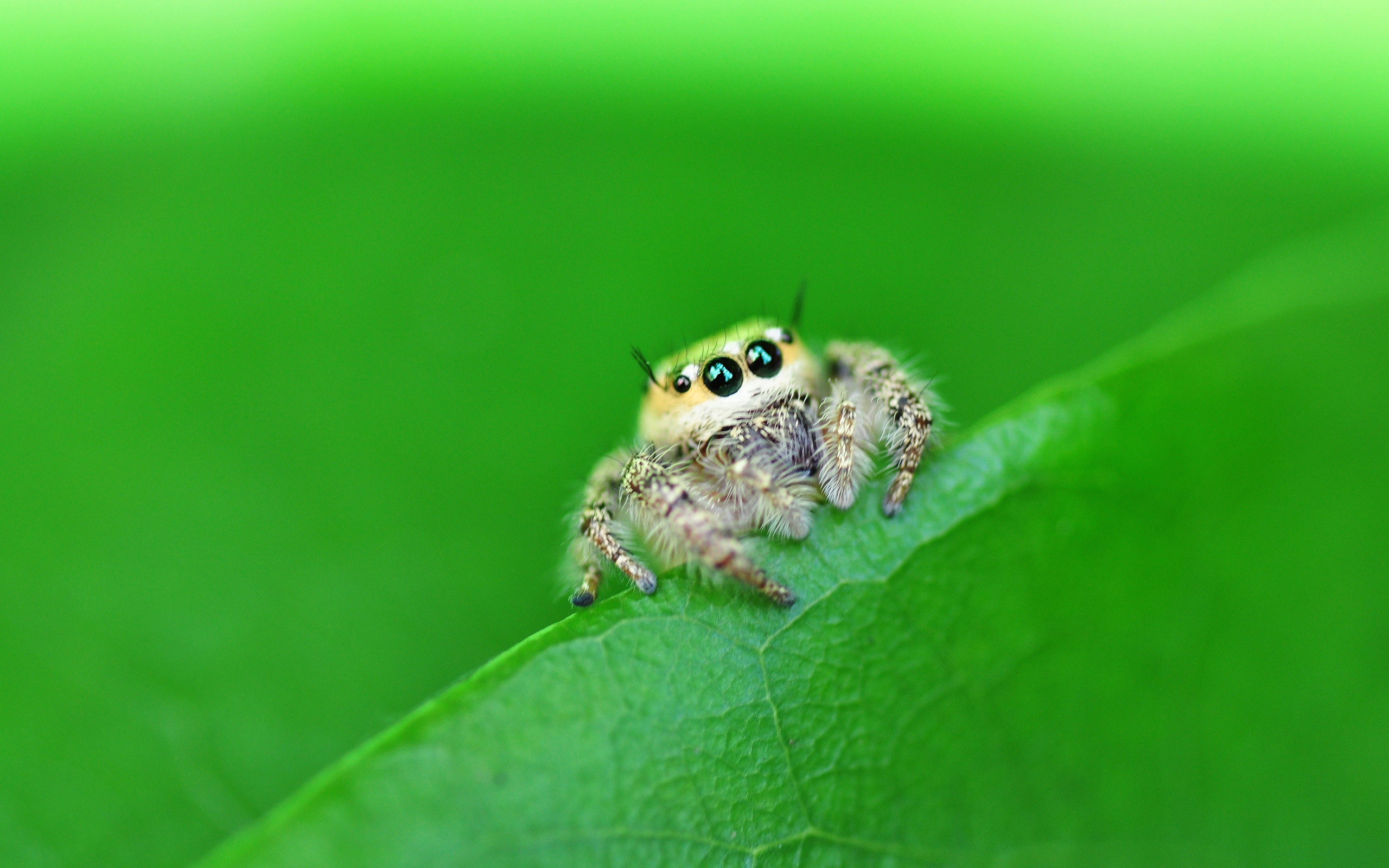Download Jumping Spider wallpaper