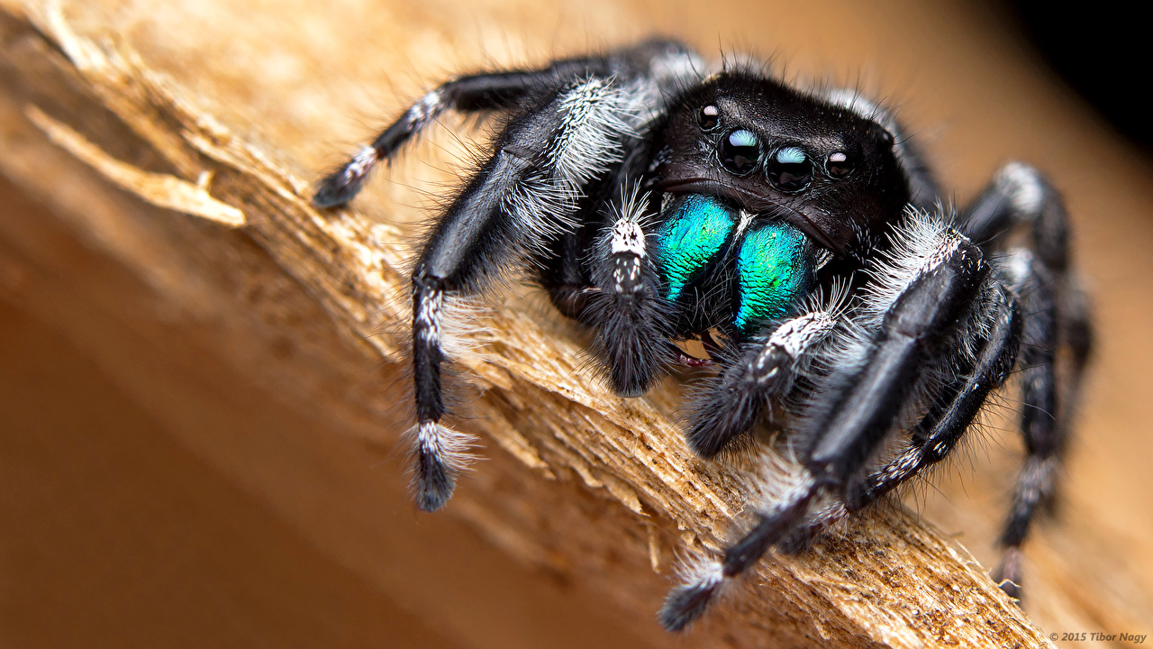 Photo Jumping spider Spiders Closeup