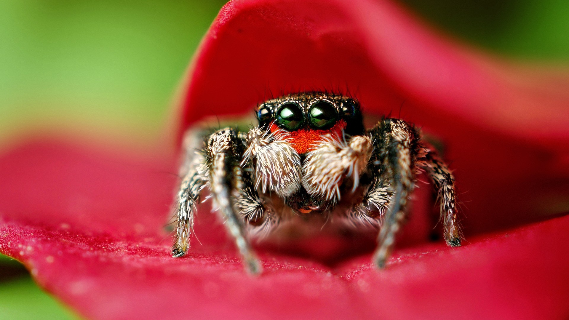 Jumping Spiders!. DreamingWolf's