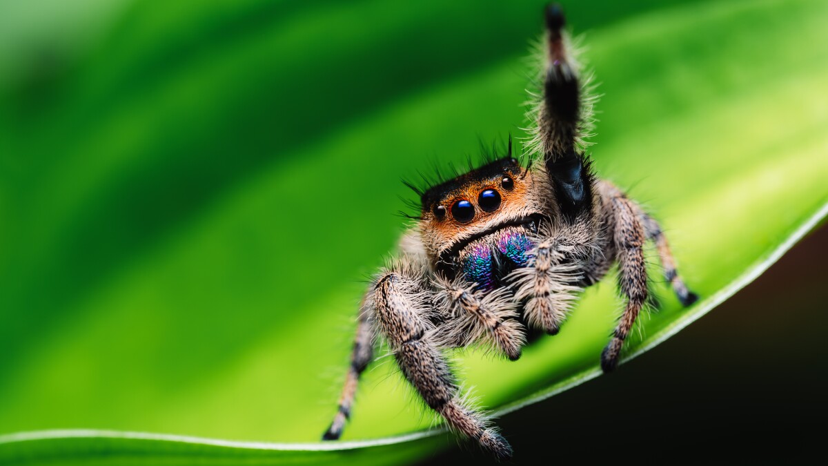 Jumping Spider Paddle Battle. Montana