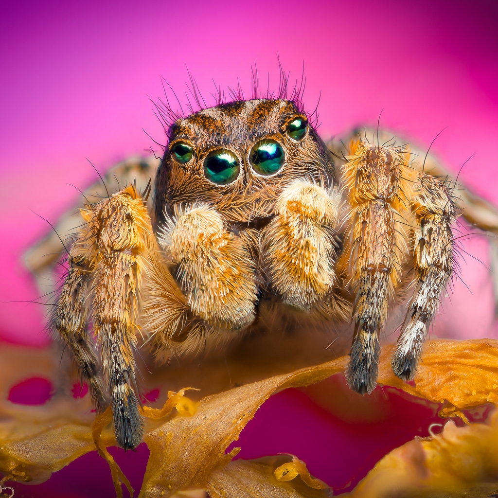 Jumping Spider 1024 x 1024 iPad Wallpaper