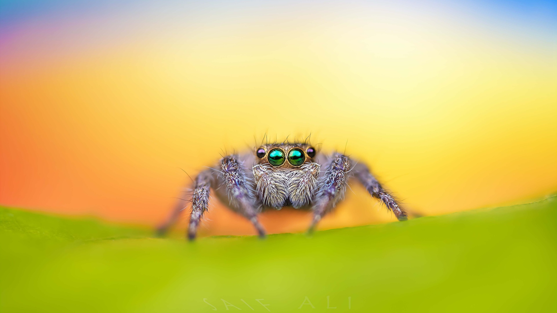 Picture Jumping spider Spiders Animals