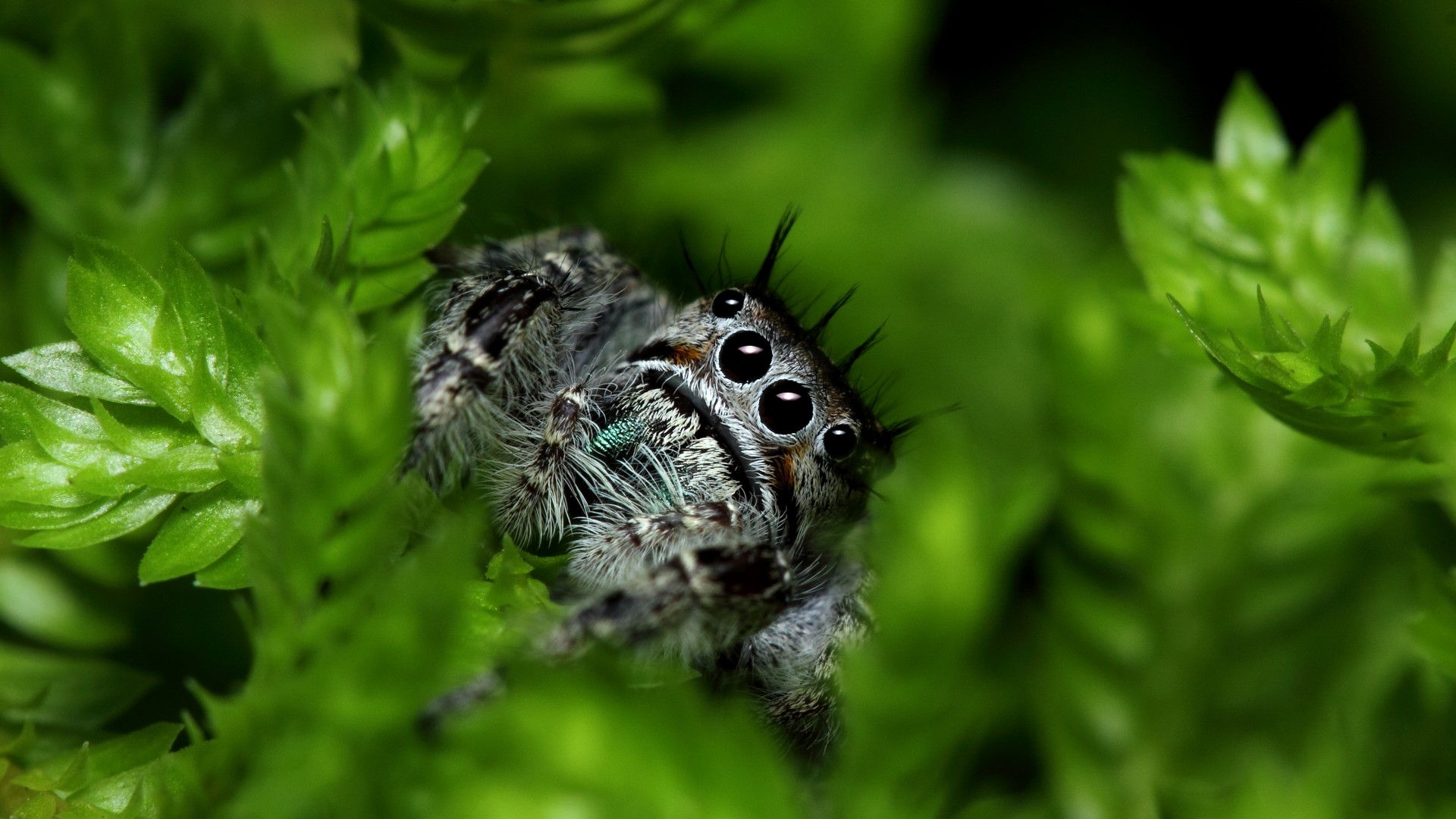 Wallpaper Jumping Spider, eyes, insects
