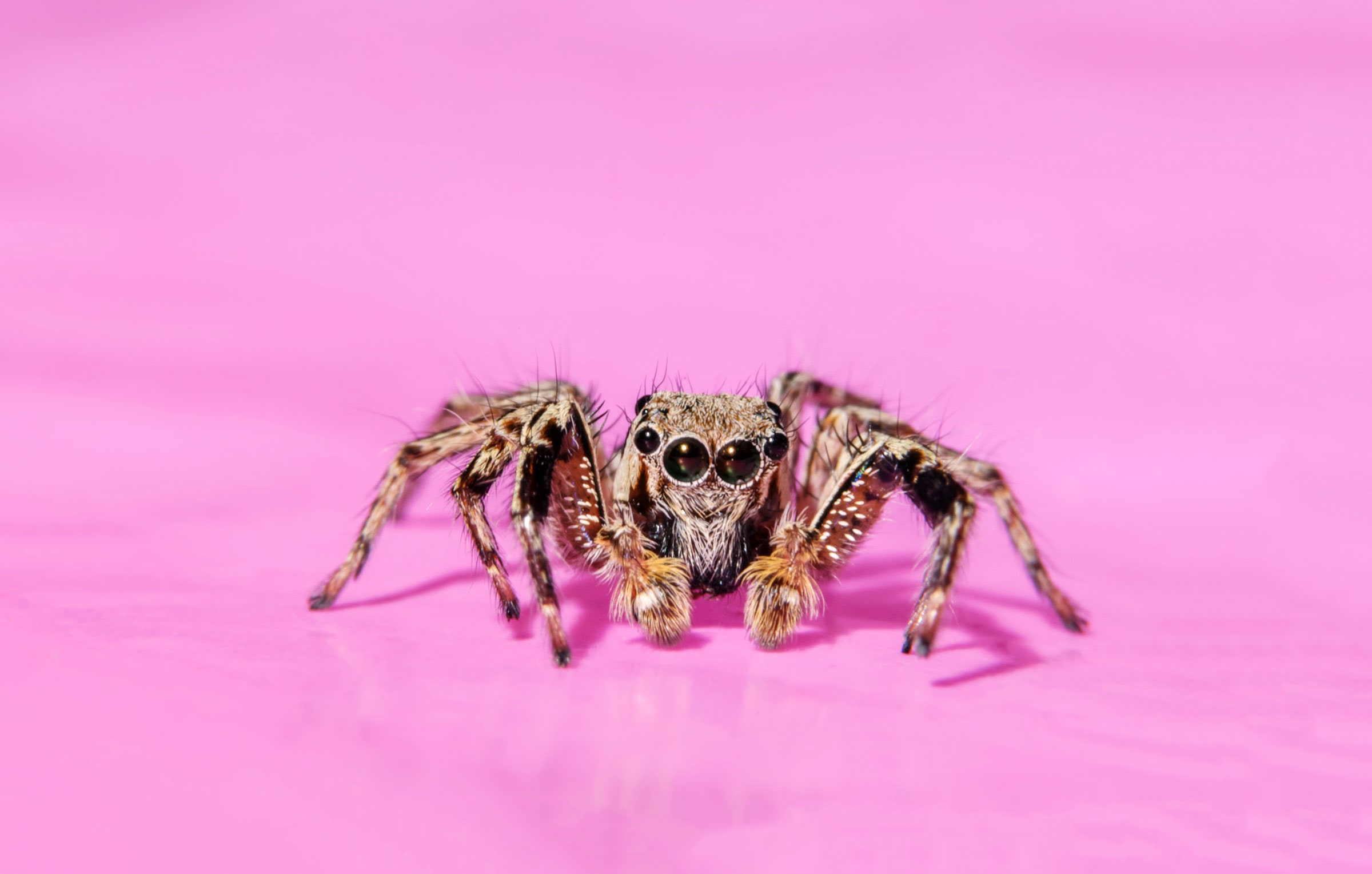 Let the Jumping Spiders Leap Into Your