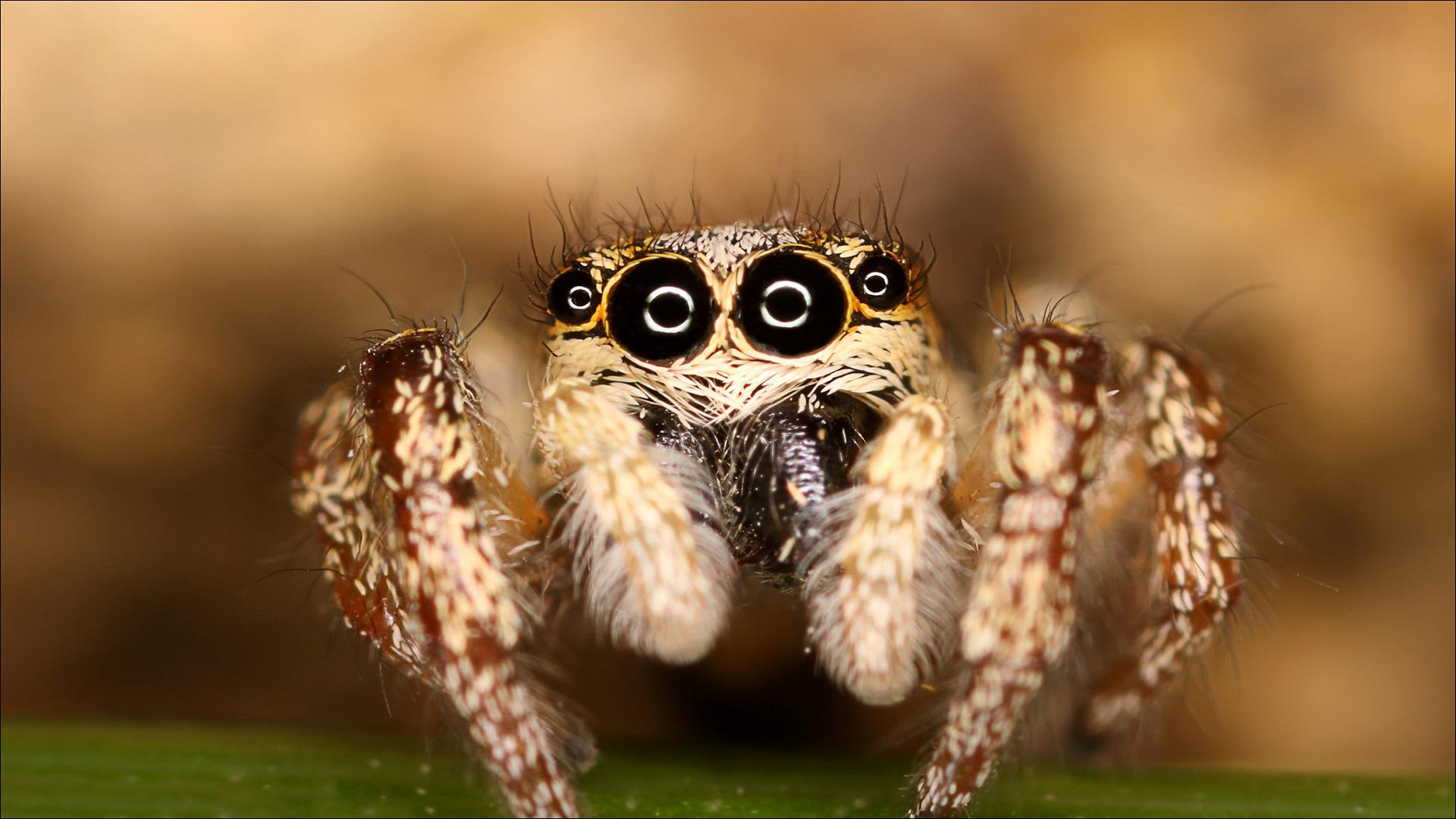 Jumping Spider [1920x1080]