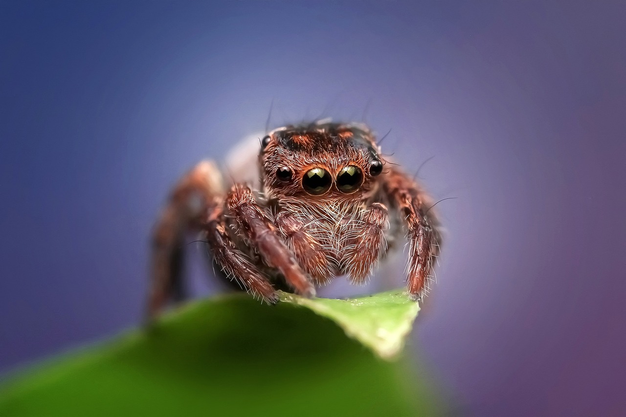 Jumping Spider Insect