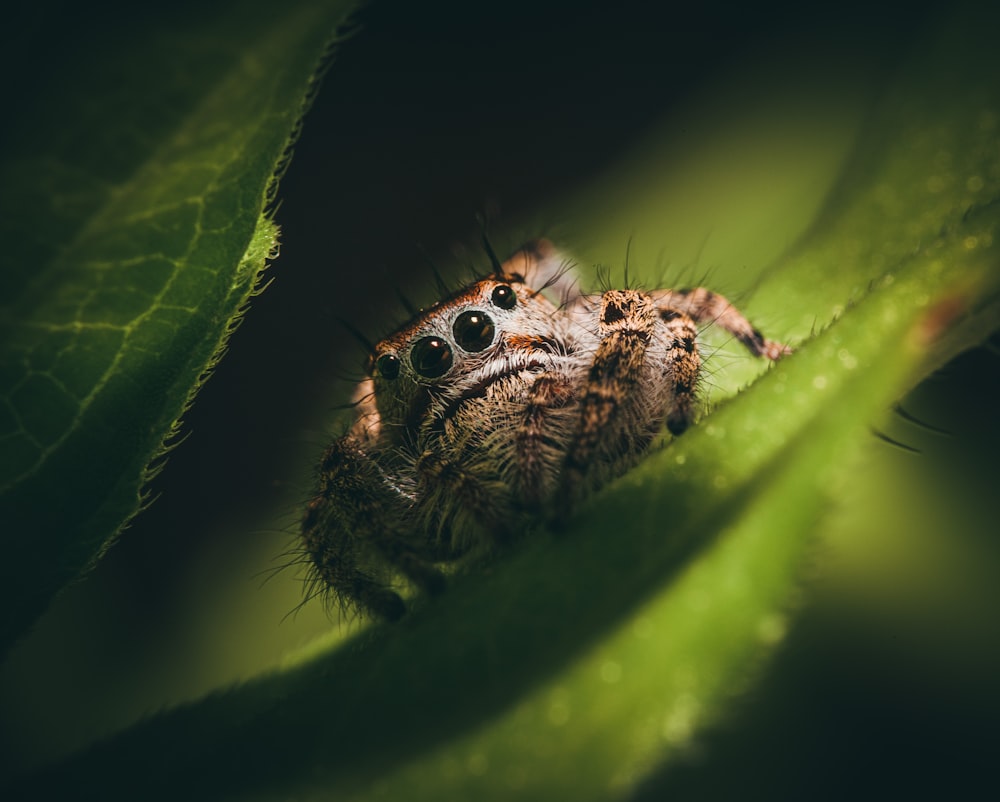 50,Jumping Spider Picture