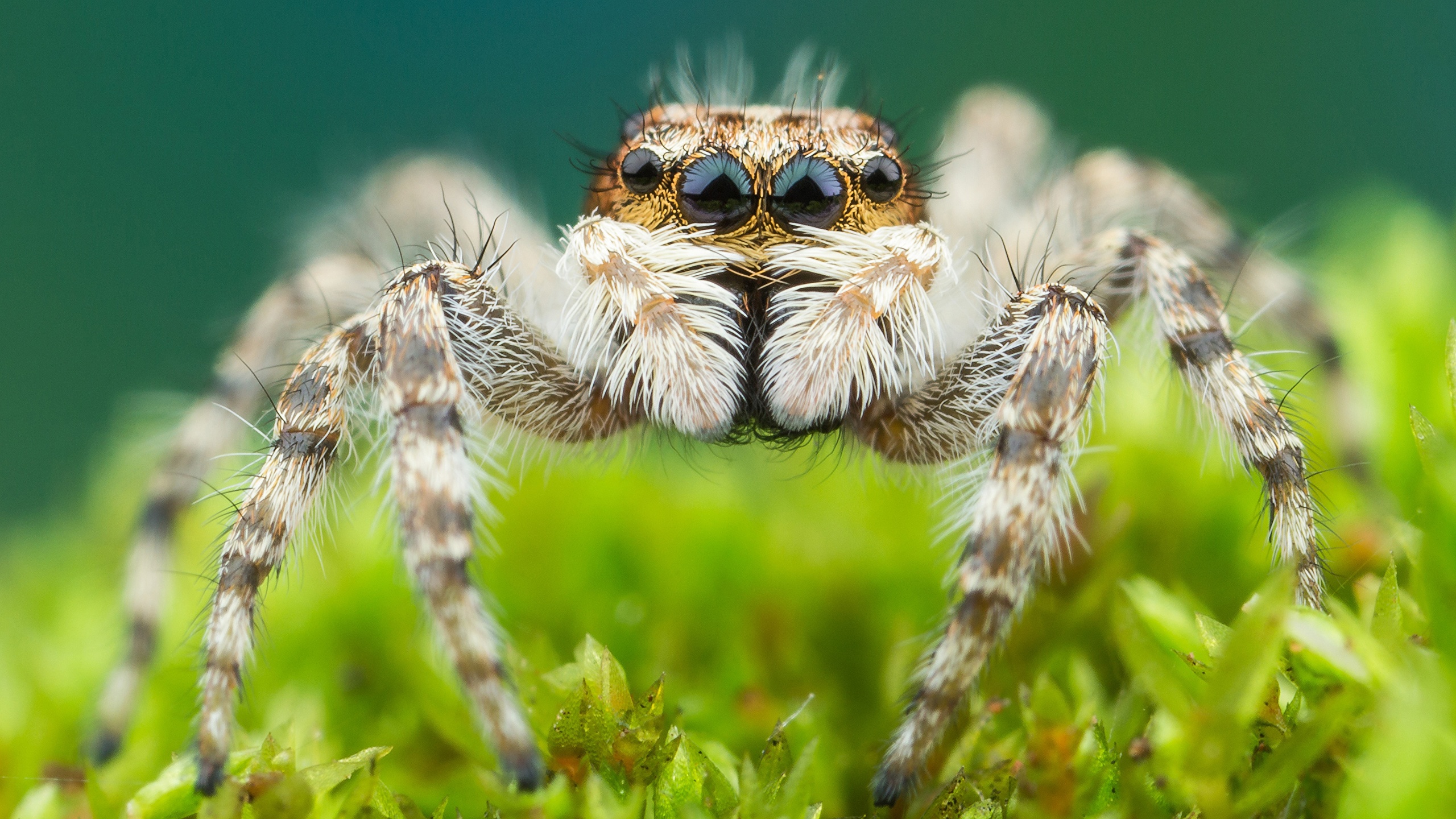 Photos Jumping spider Spiders Closeup
