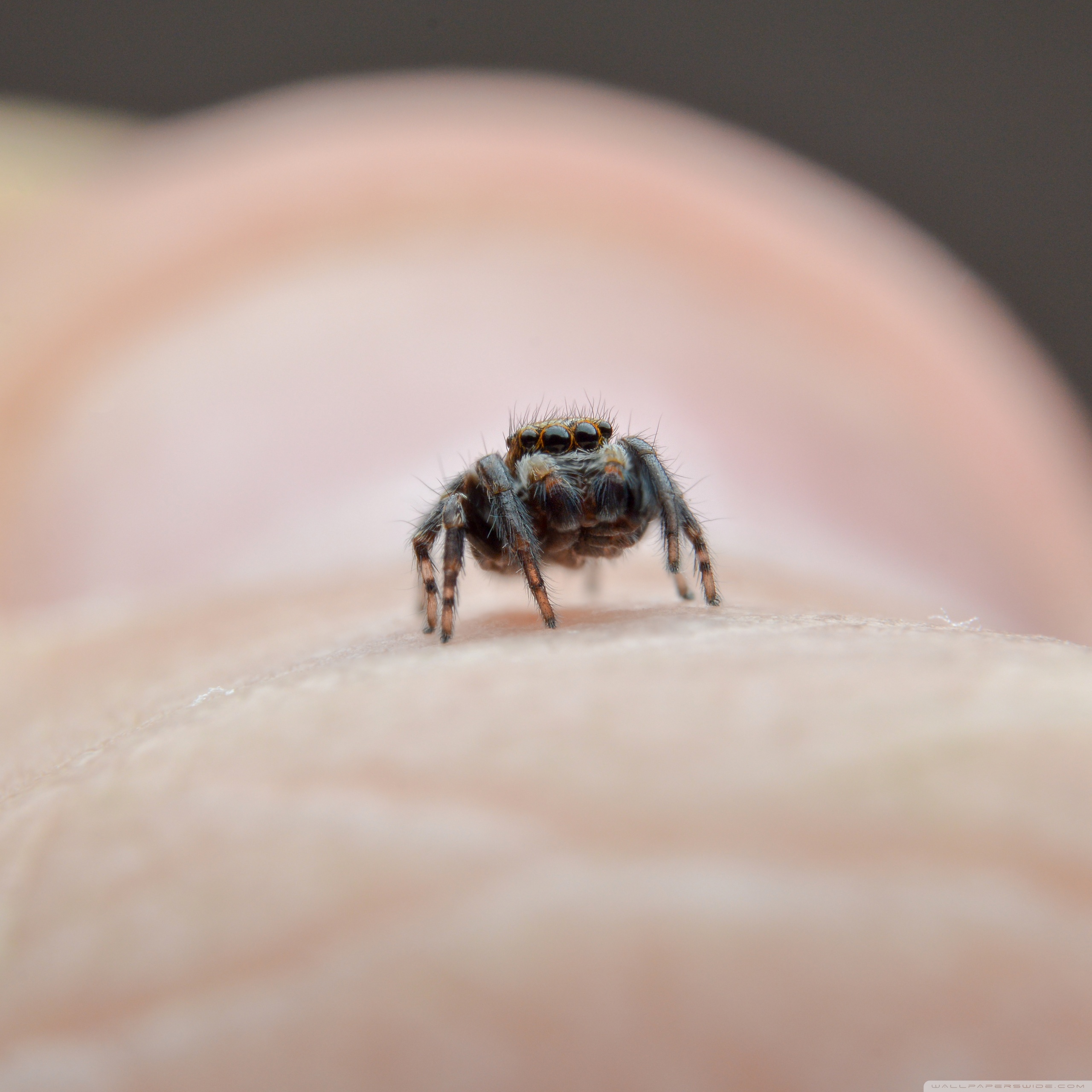 Ultra HD Desktop Background Wallpaper