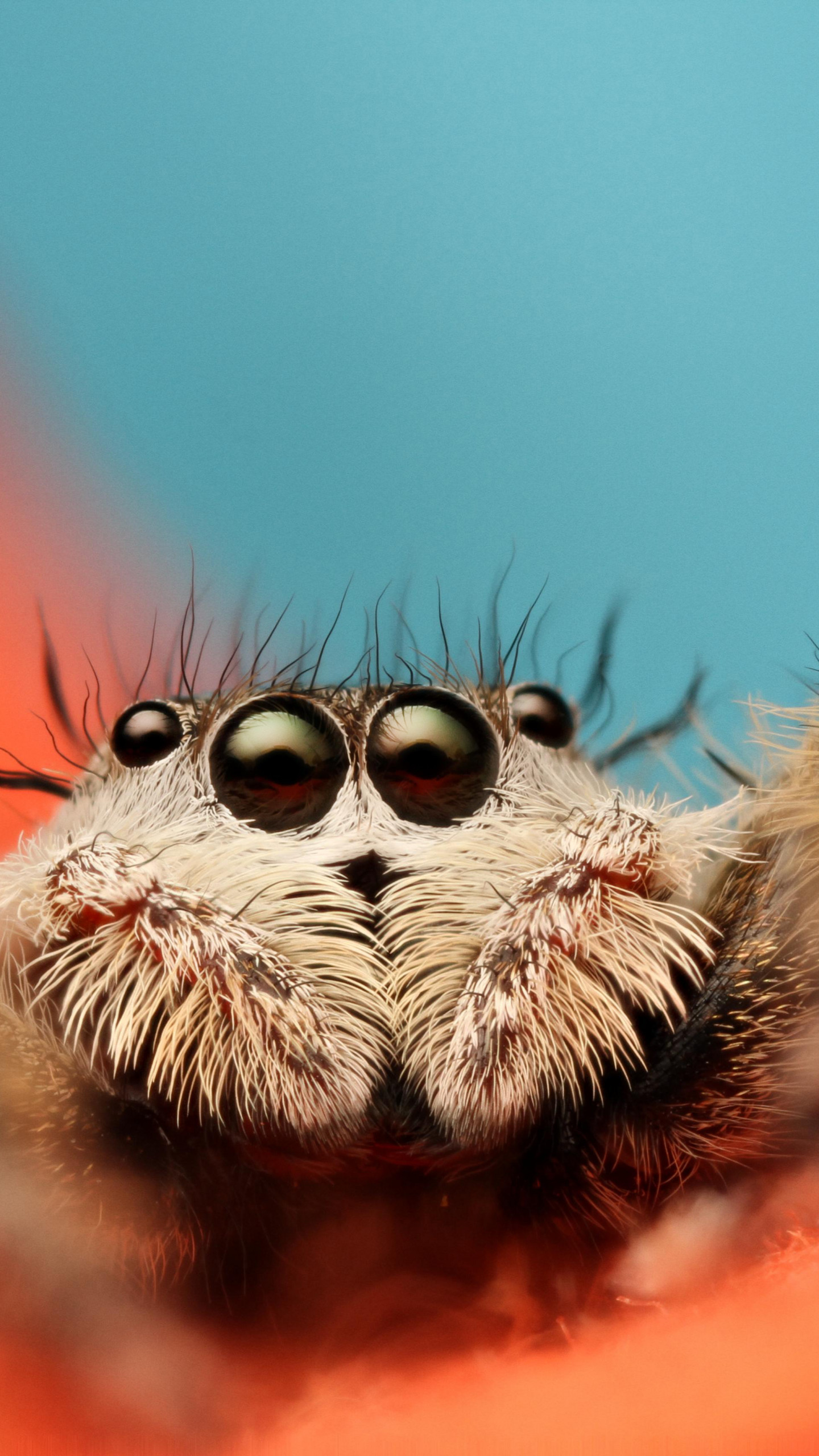 Wallpaper Jumping Spider, 5k, 4k