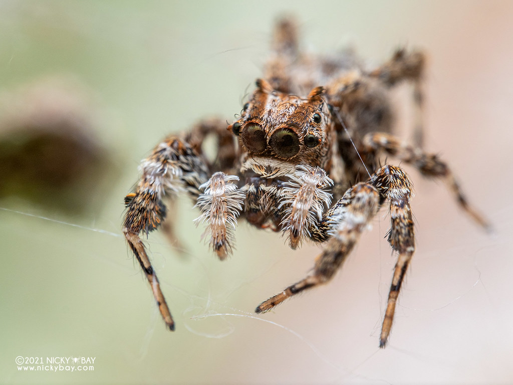 Jumping spider (Portia sp.)