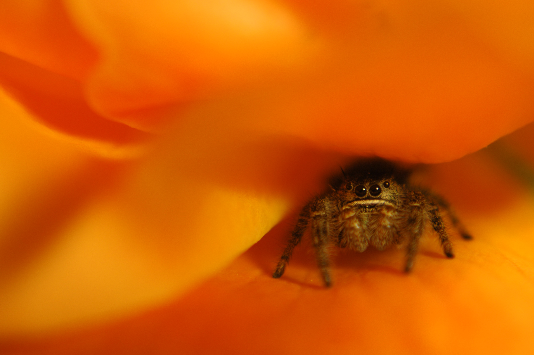 Download Jumping Spider wallpaper