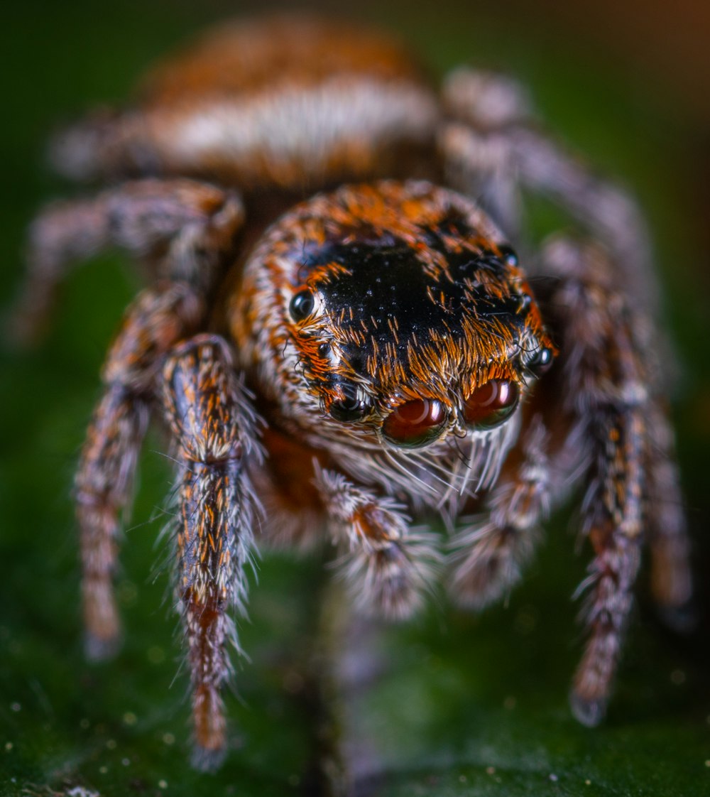 50,Jumping Spider Picture